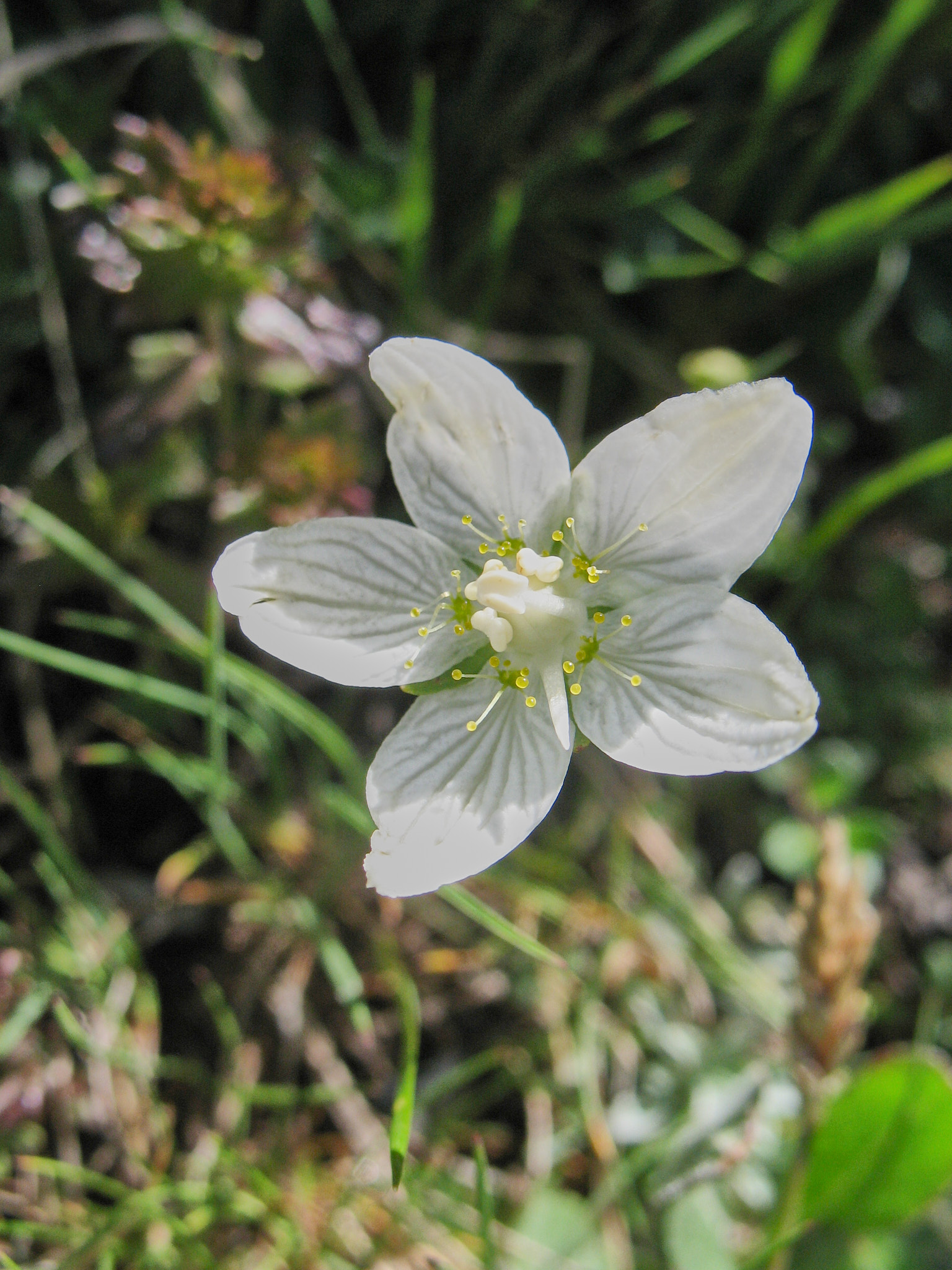 Slåtterblomma (<em>Parnassia palustris</em>)