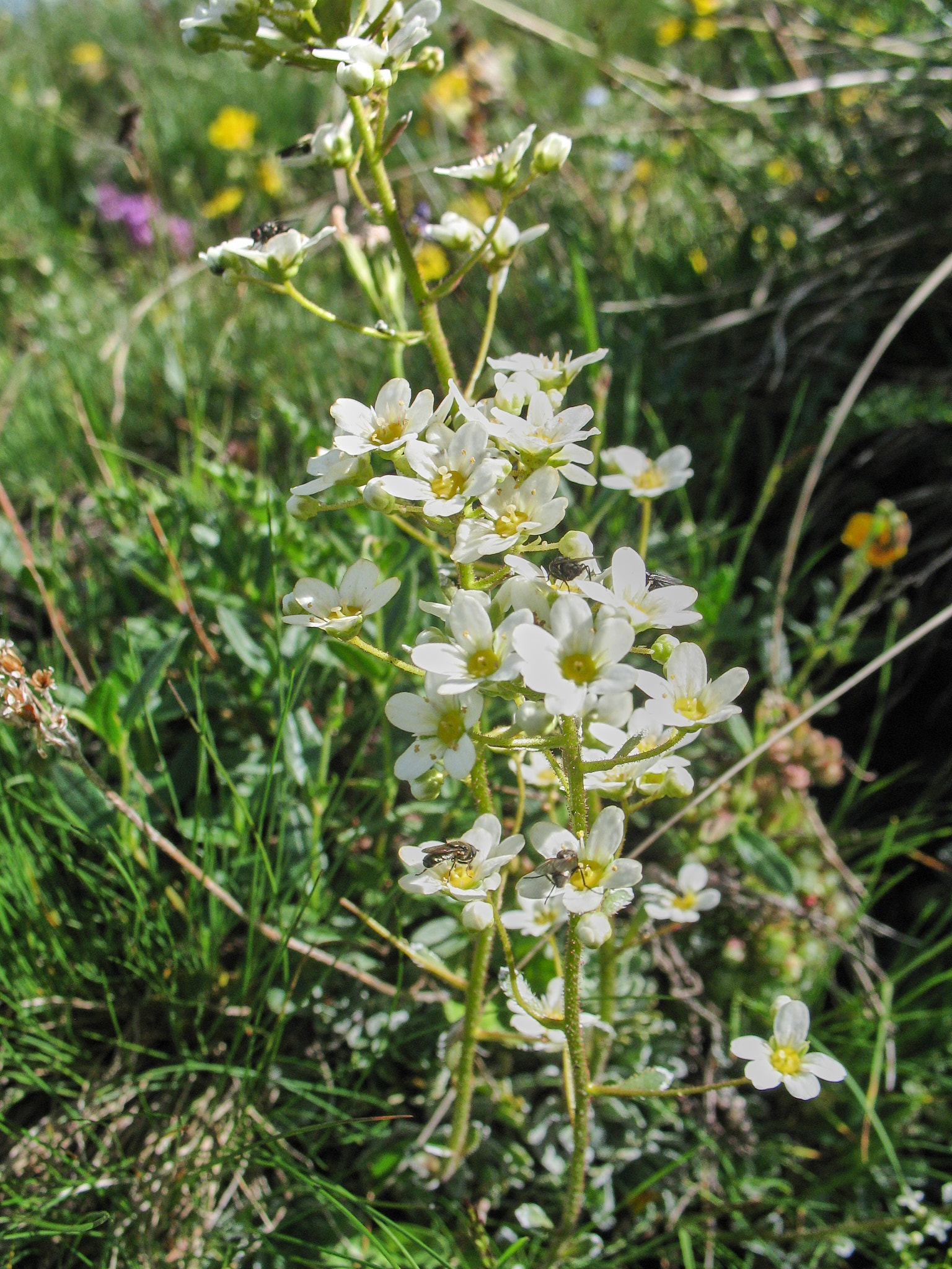 Silverbräcka (<em>Saxifraga paniculata</em>)