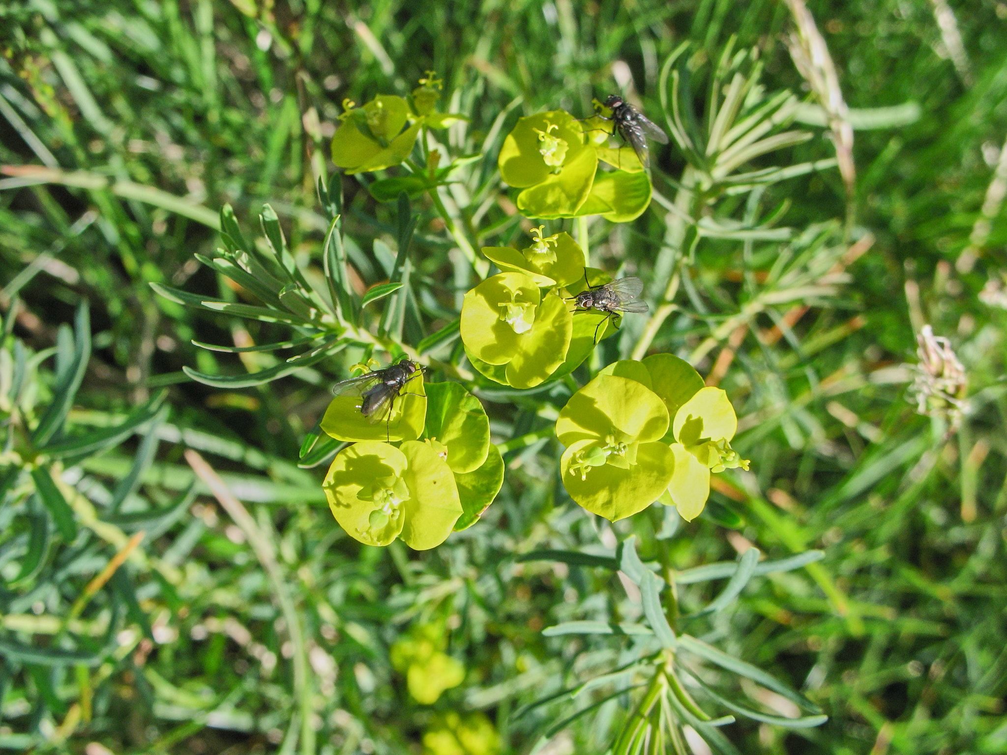 Vårtörel (<em>Euforbia cyparissias</em>)