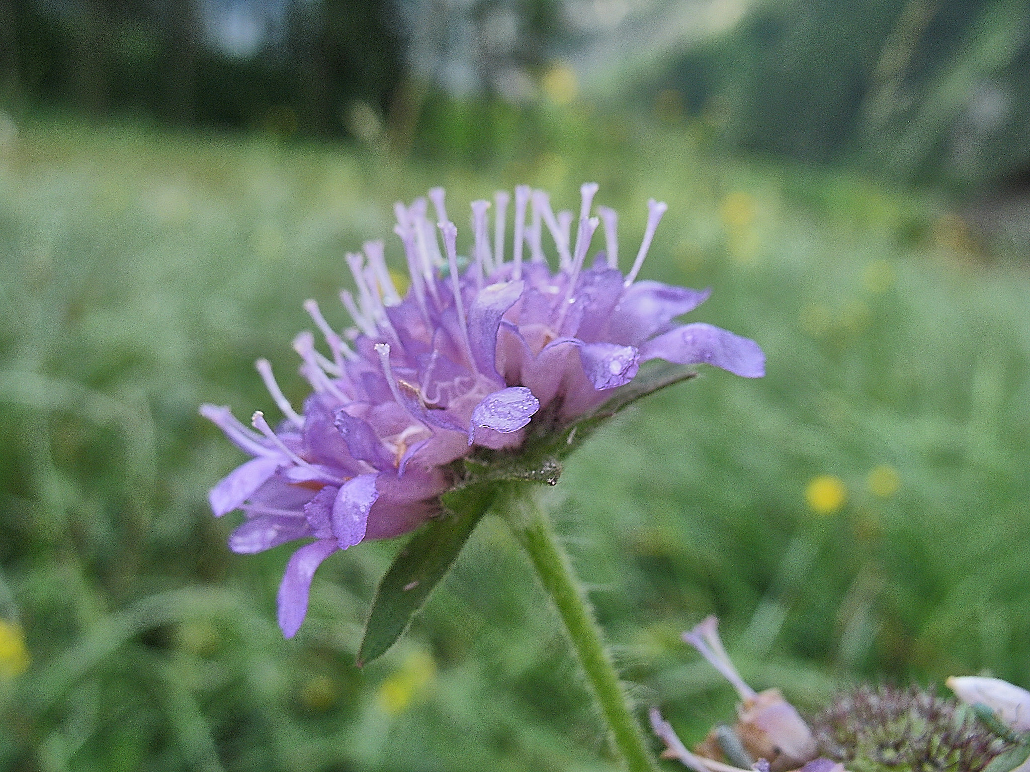 Åkervädd (<em>Knautia arvensis</em>)