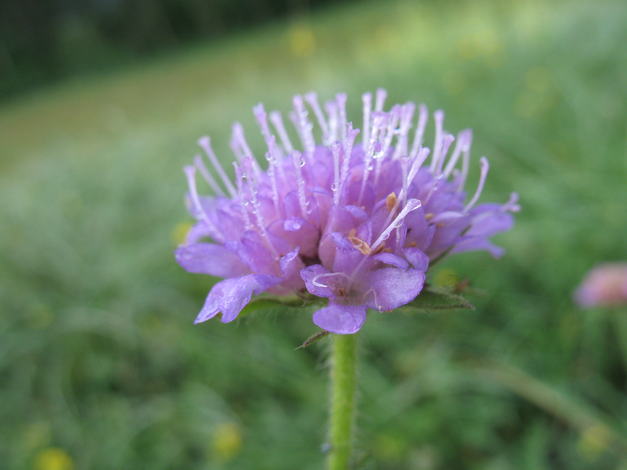 Åkervädd (<em>Knautia arvensis</em>)