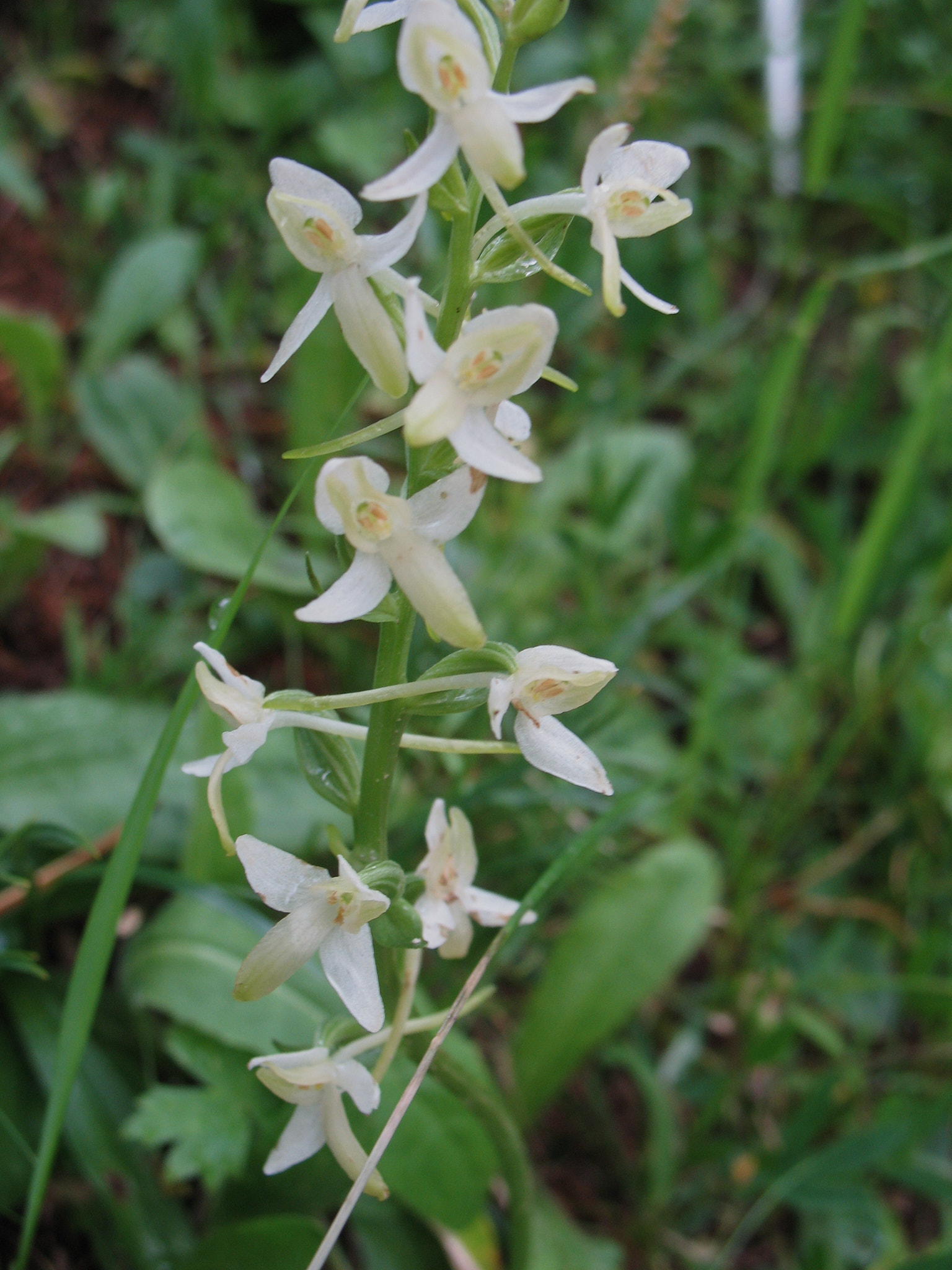 Nattviol (<em>Platanthera bifolia</em>)