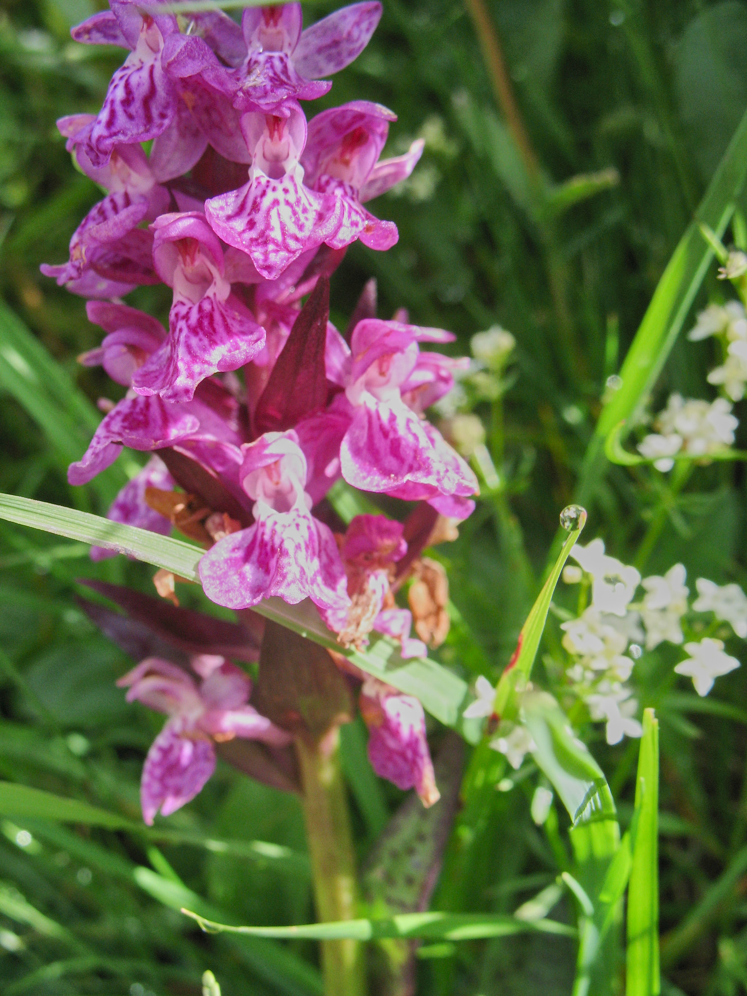 Majnycklar (<em>Dactylorhiza majalis</em>)