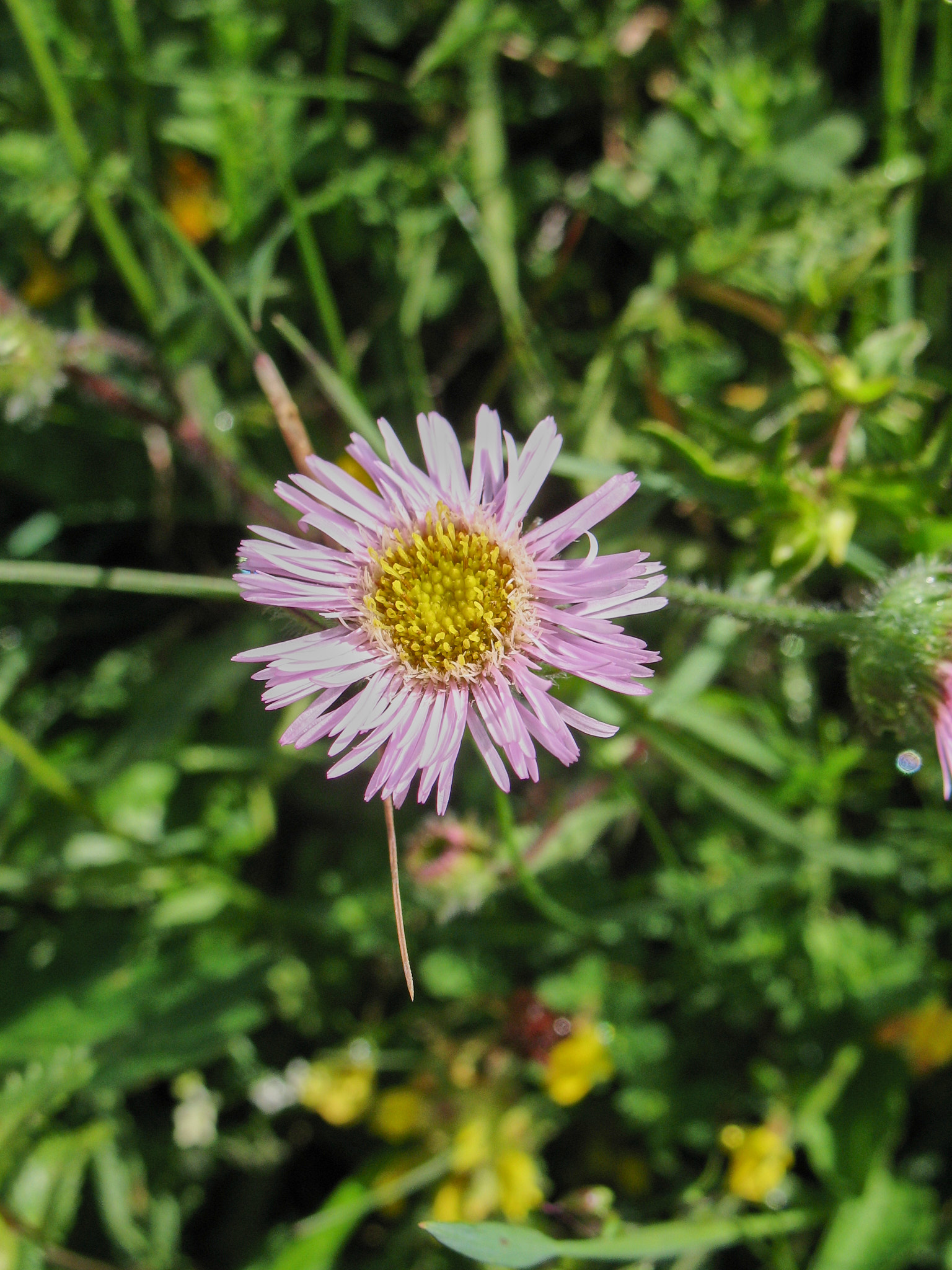 Alpbinka (<em>Erigeron alpinus</em>)