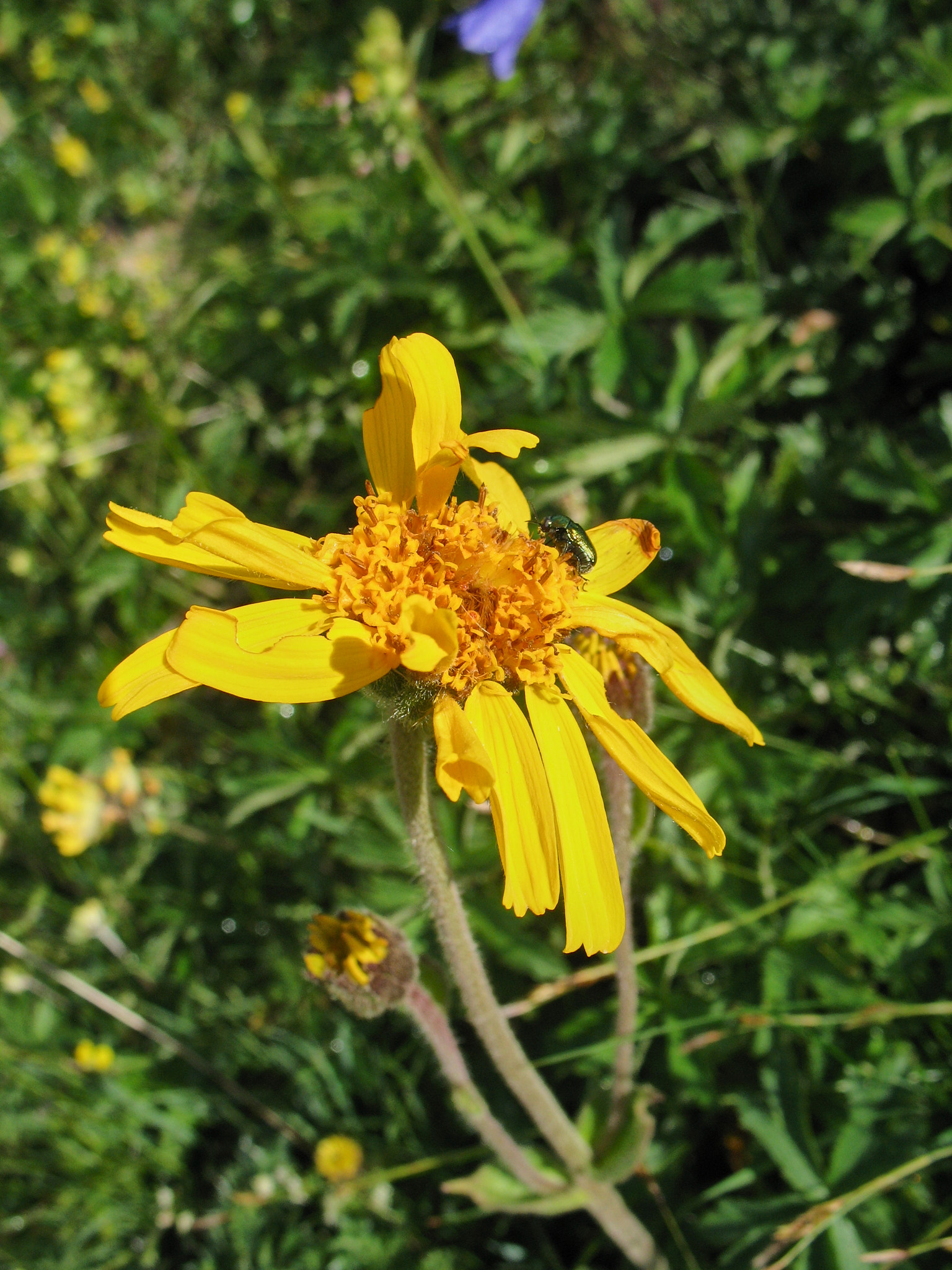 Slåttergubbe (<em>Arnica montana</em>)