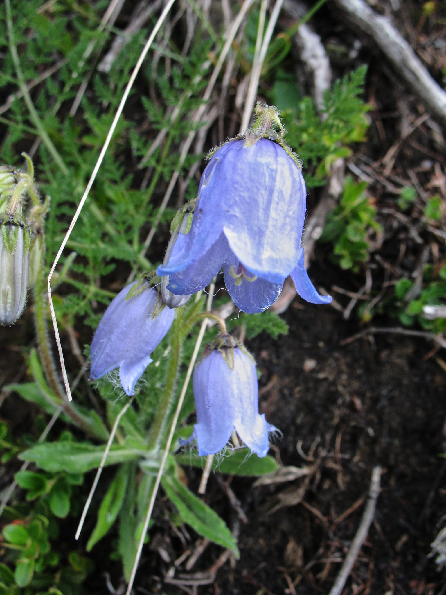 Skäggklocka (<em>Campanula barbata</em>)