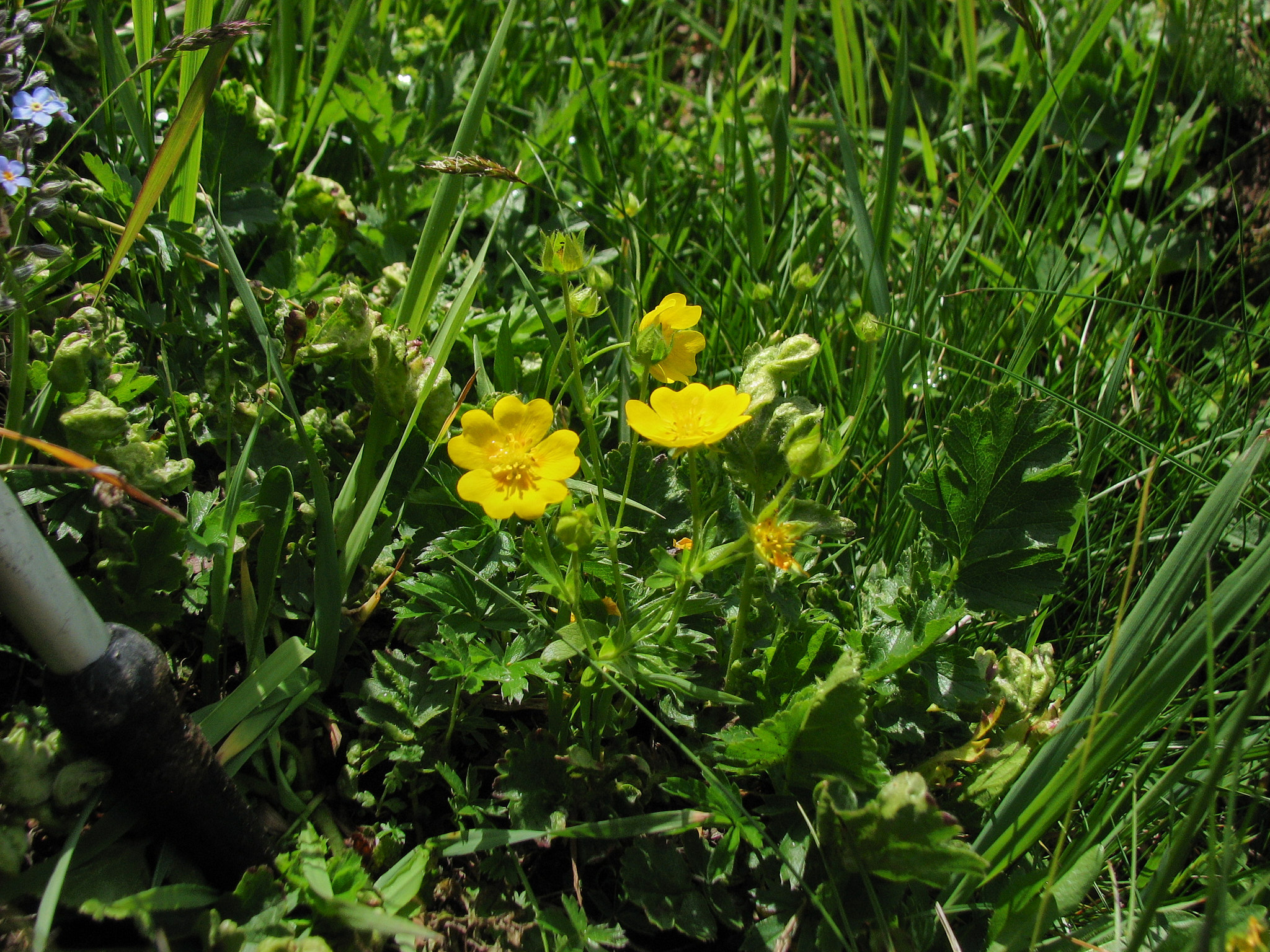 Gullfingerört (<em>Potentilla aurea</em>)