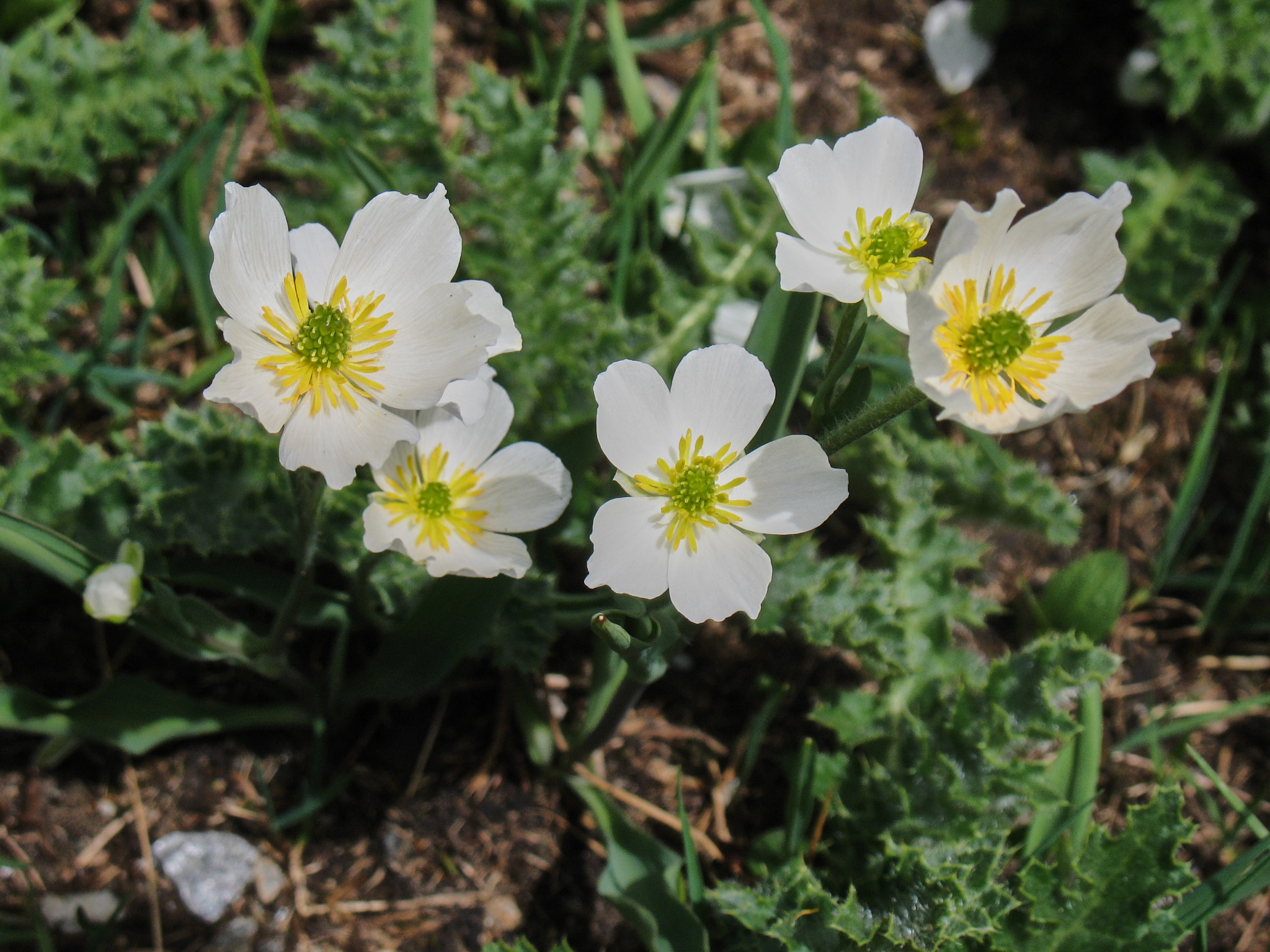 Bergranunkel (<em>Ranunculus pyrenaeus</em>)