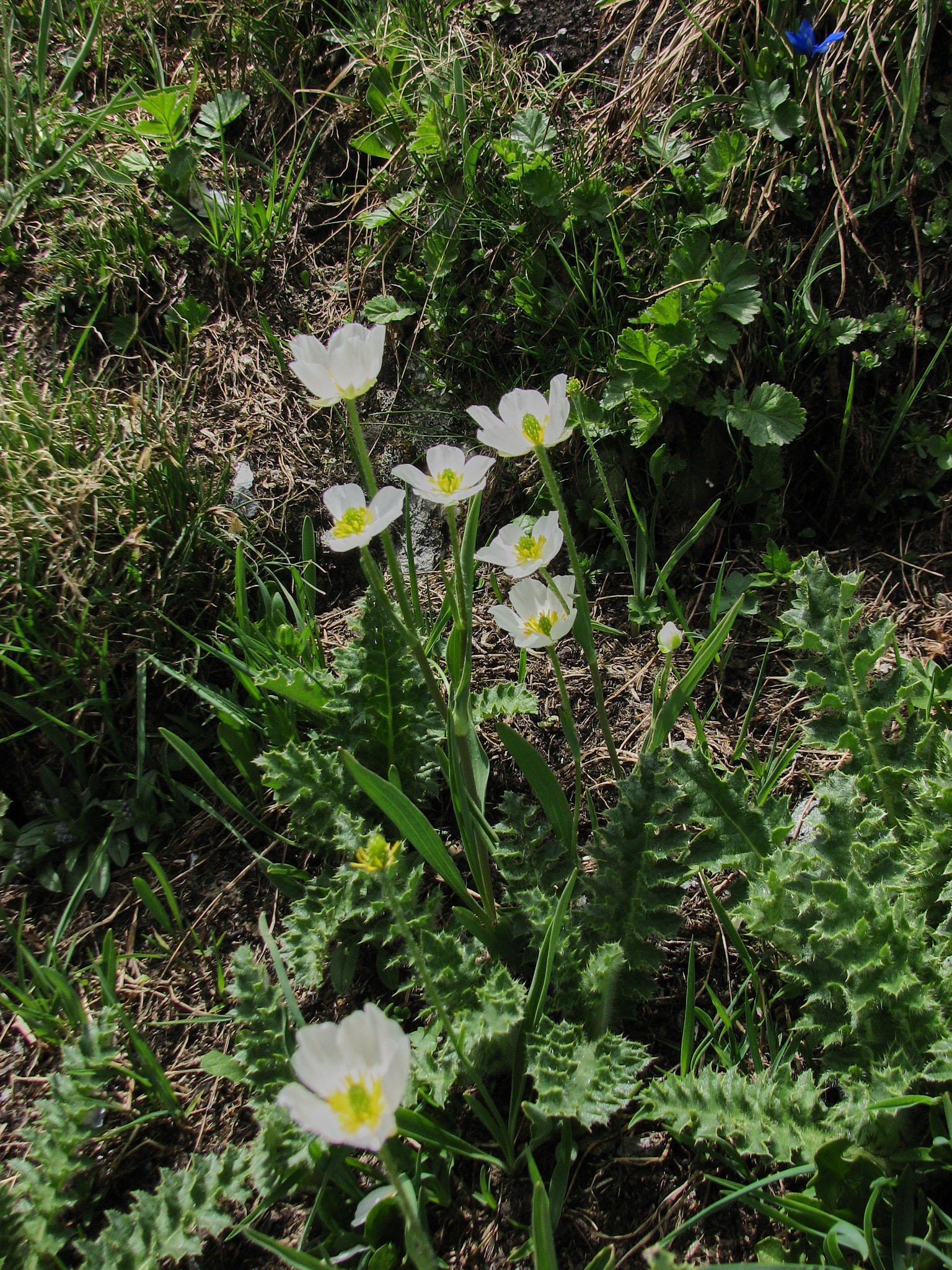 Bergranunkel (<em>Ranunculus pyrenaeus</em>)