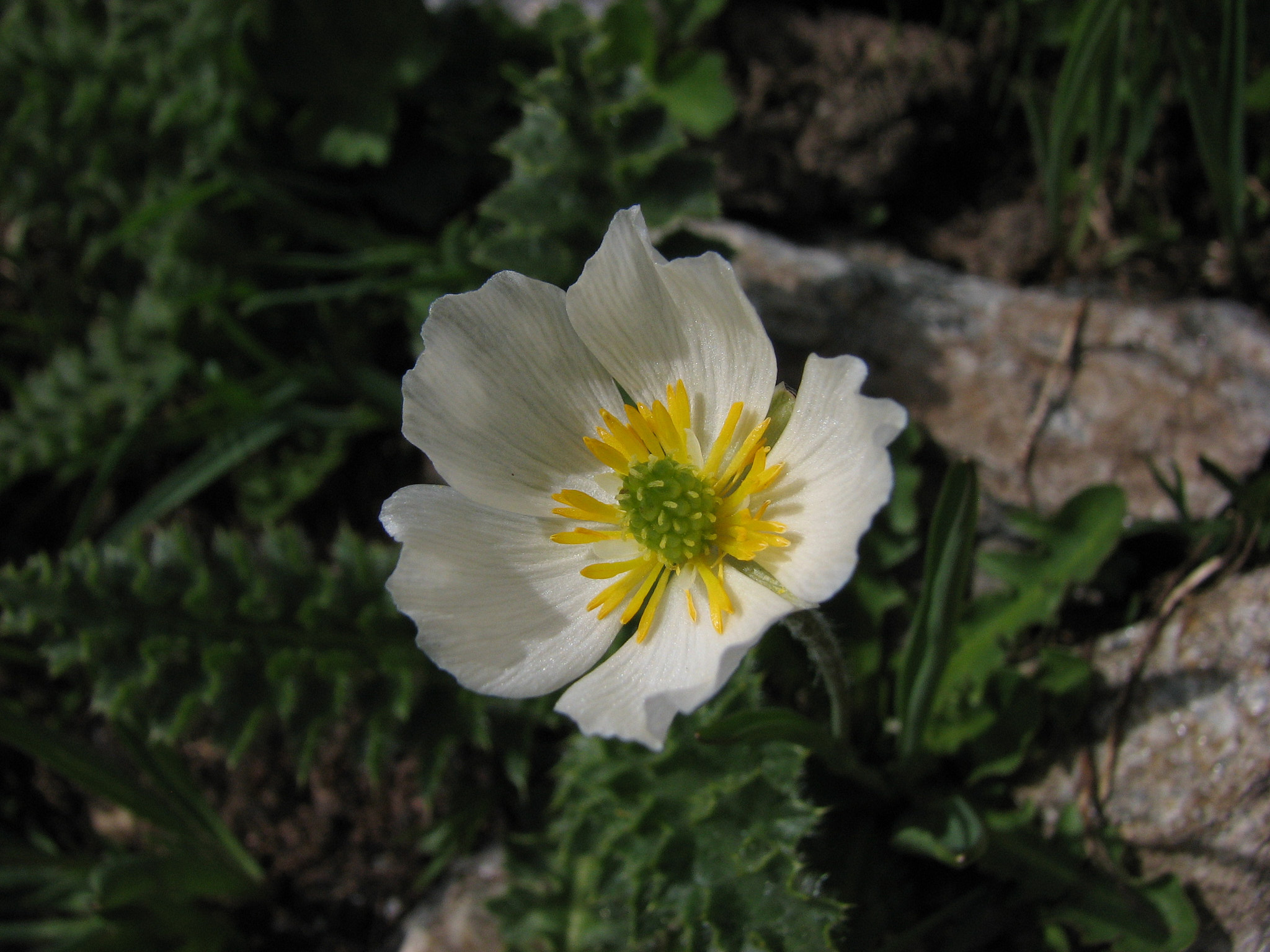 Bergranunkel (<em>Ranunculus pyrenaeus</em>)