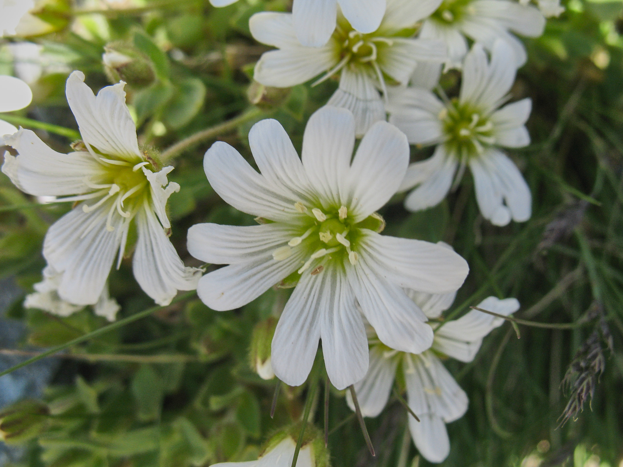 Alparv (<em>Cerastium uniflorum</em>)