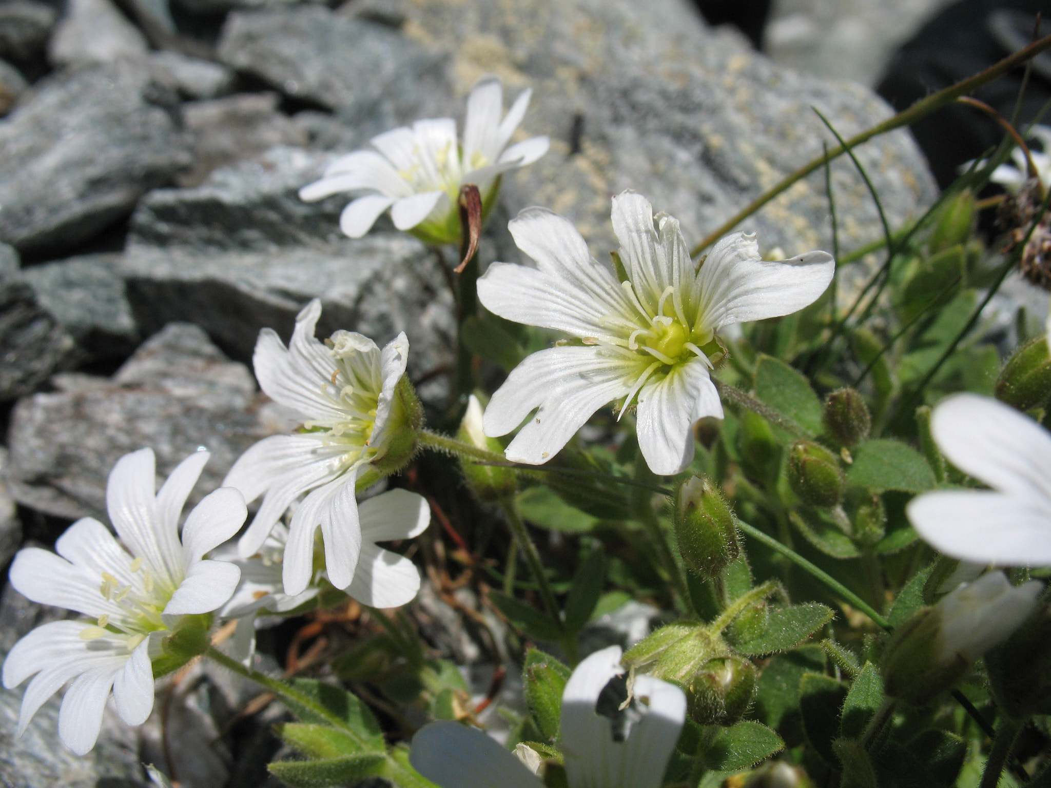 Alparv (<em>Cerastium uniflorum</em>)