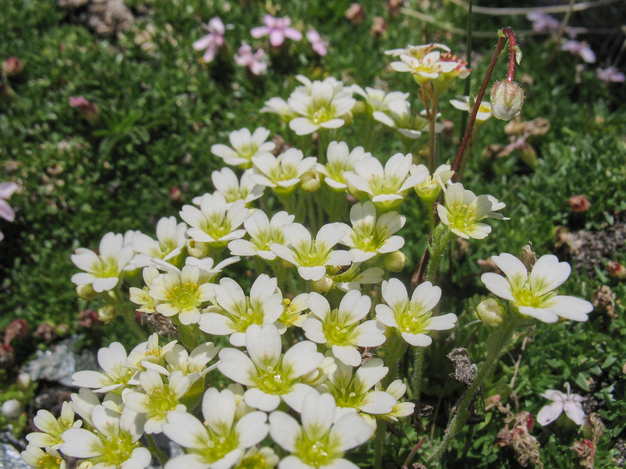 Silvrig mossbräcka (<em>Saxifraga muscoides</em>)