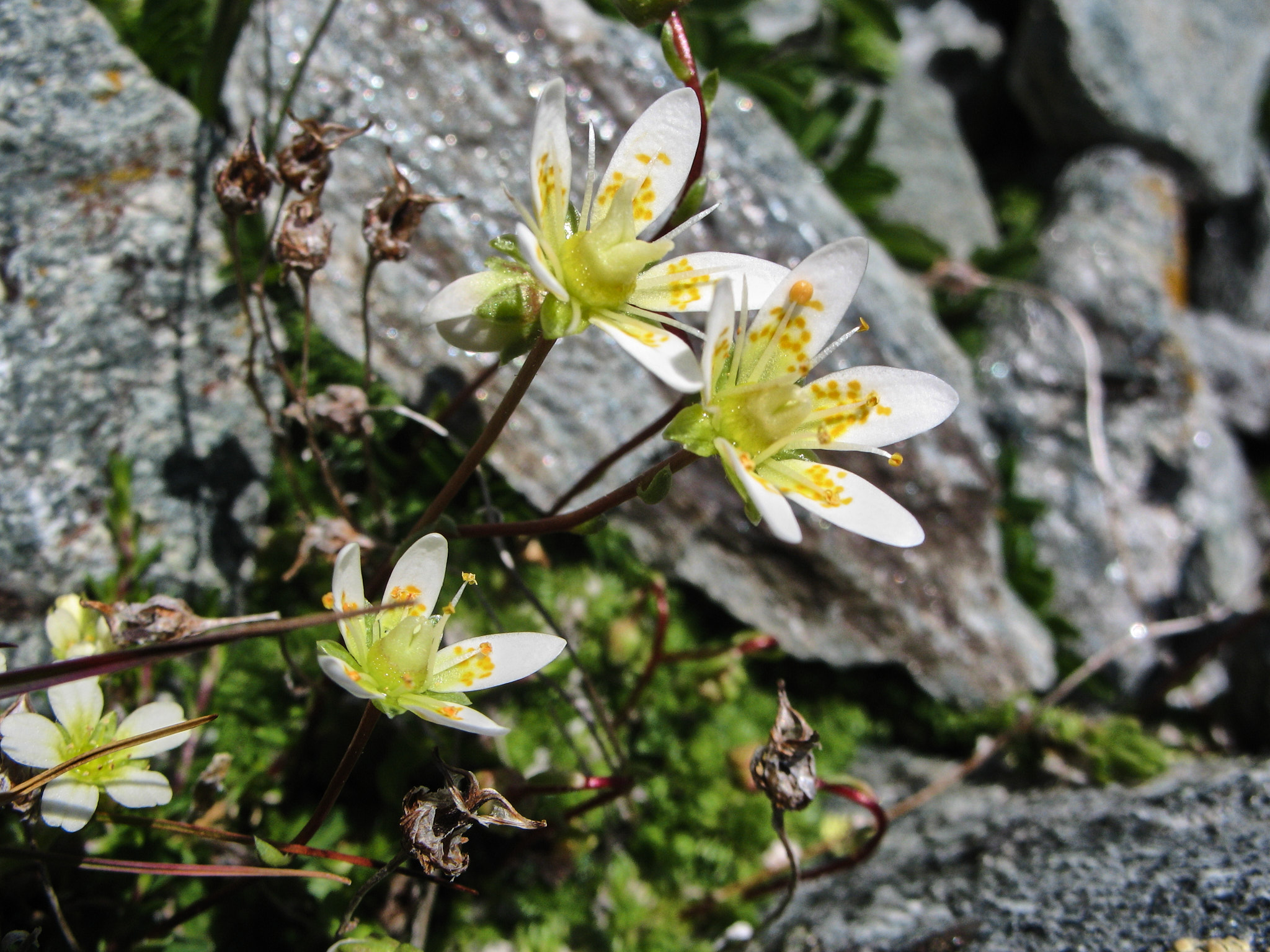 Granitbräcka (<em>Saxifraga bryoides</em>)