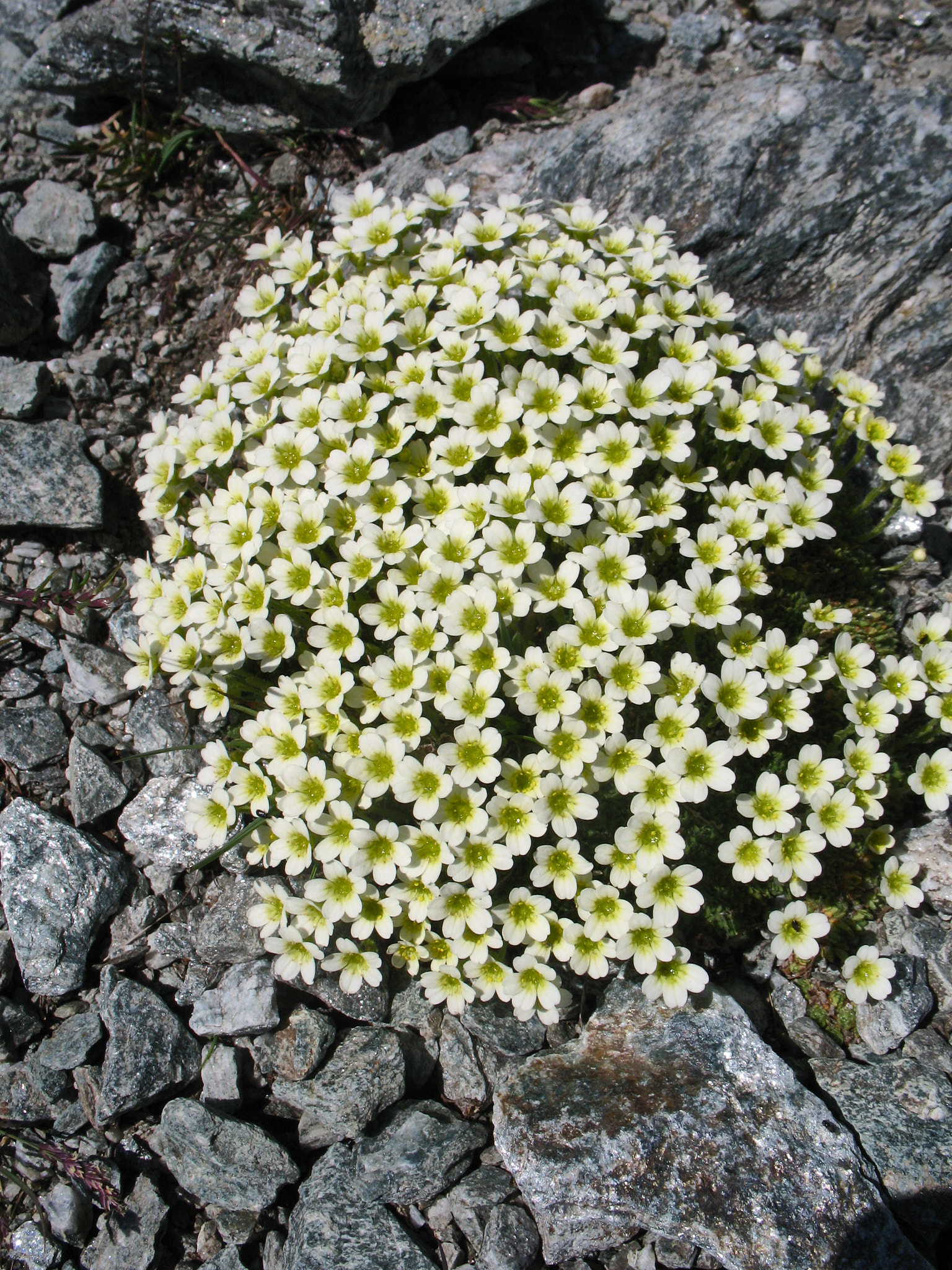 Silvrig mossbräcka (<em>Saxifraga muscoides</em>)