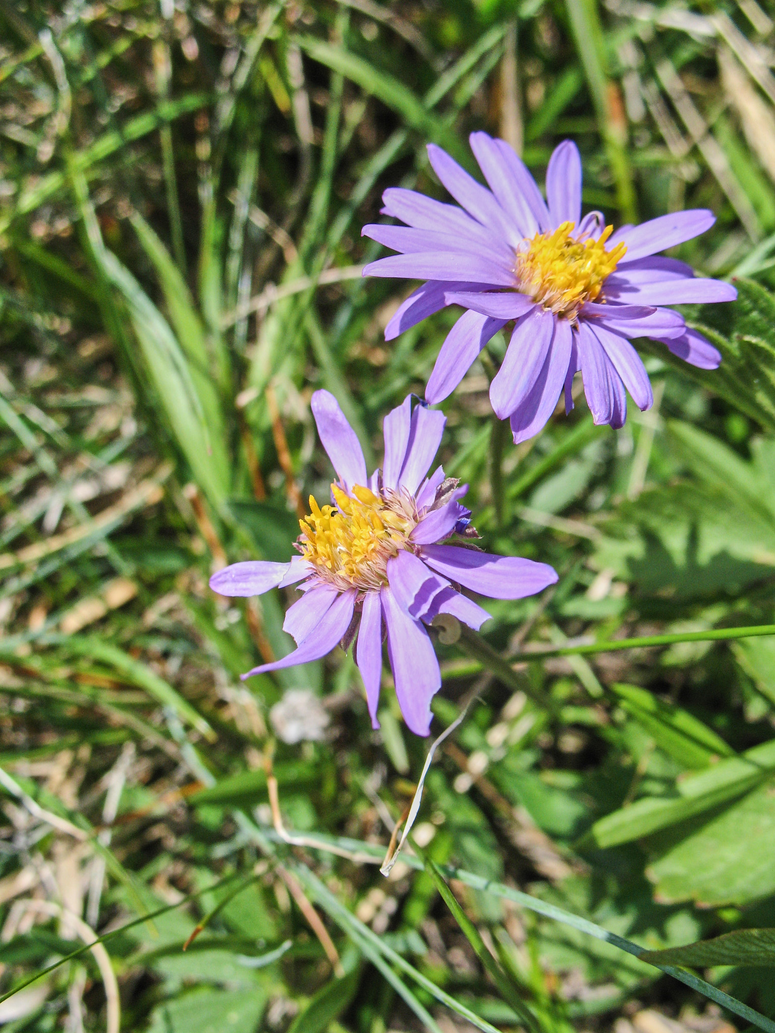 Alpaster (<em>Aster alpinus</em>)