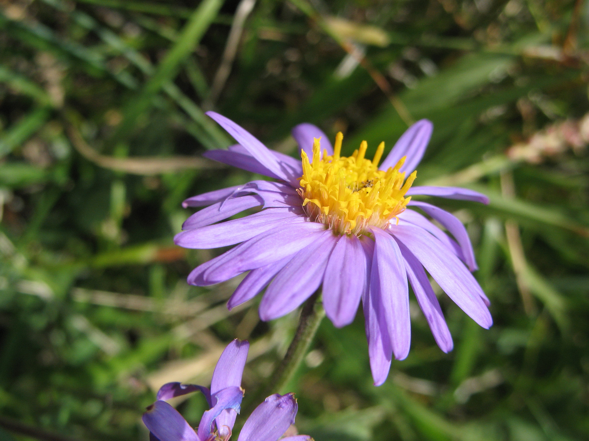 Alpaster (<em>Aster alpinus</em>)