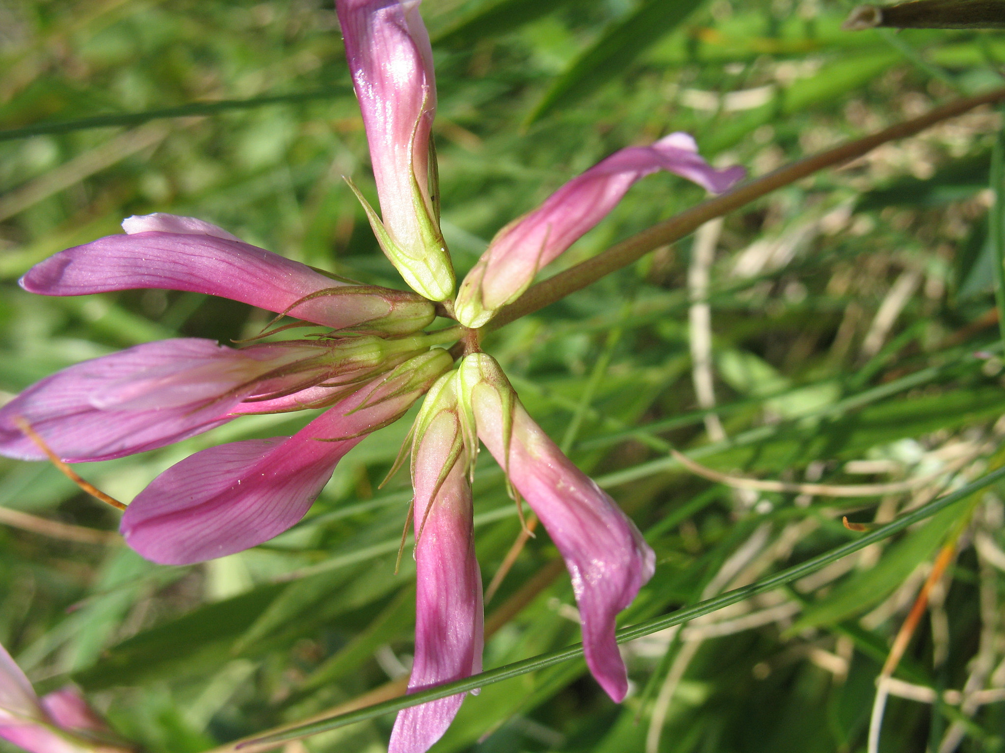 Bergklöver (<em>Trifolium alpinum</em>)