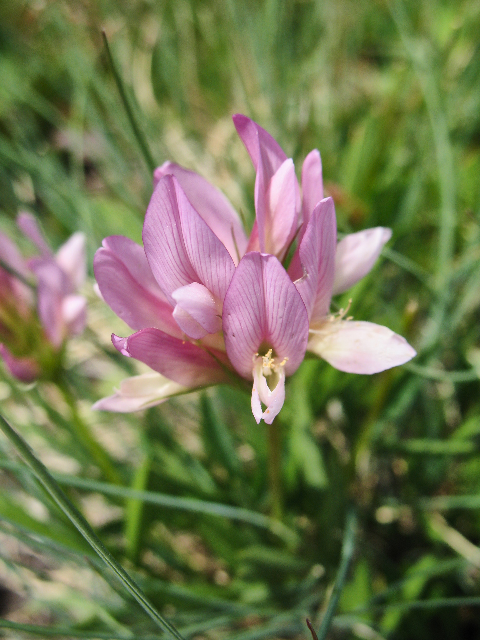 Bergklöver (<em>Trifolium alpinum</em>)