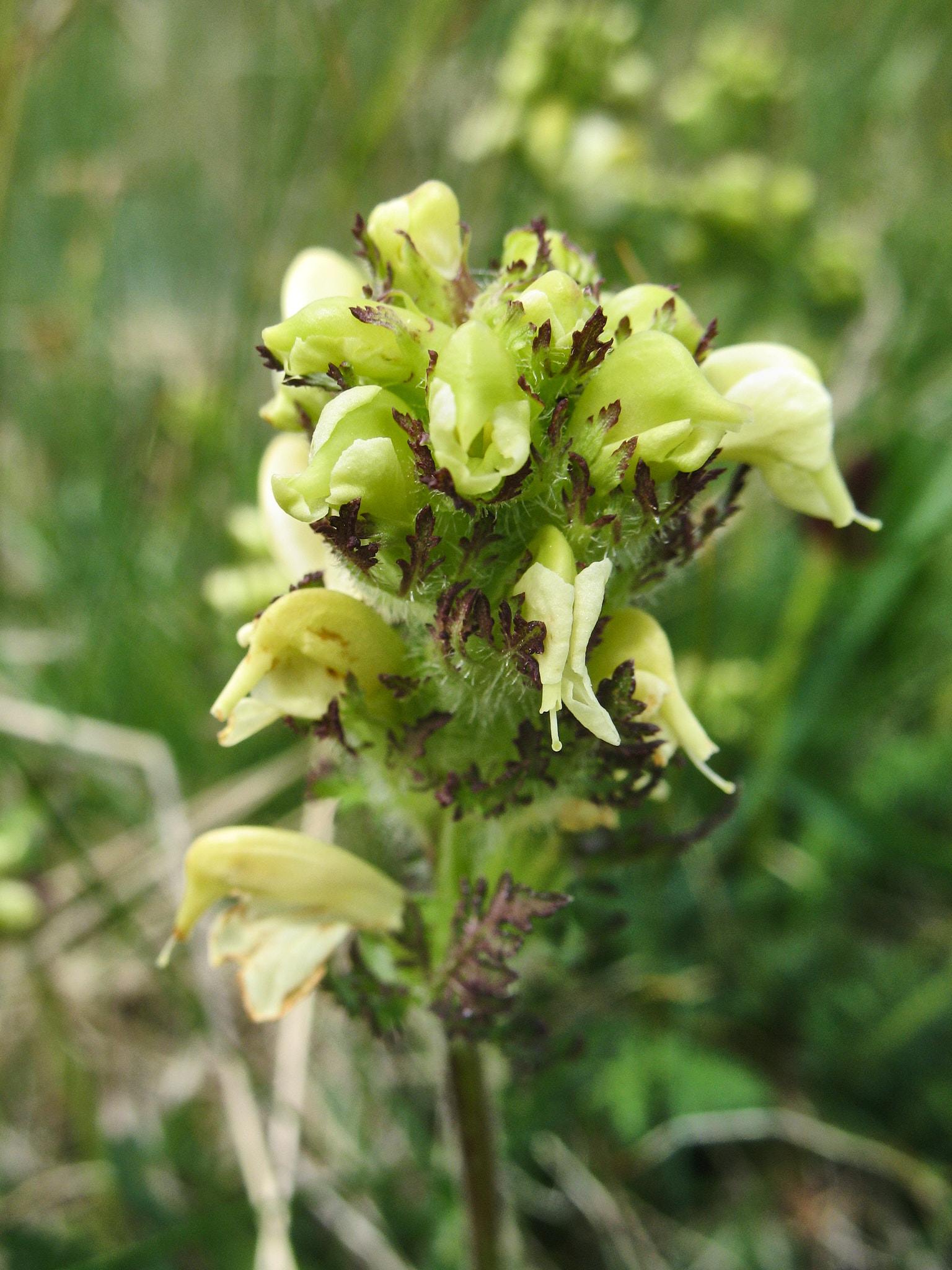 <em>Pedicularis tuberosa</em>