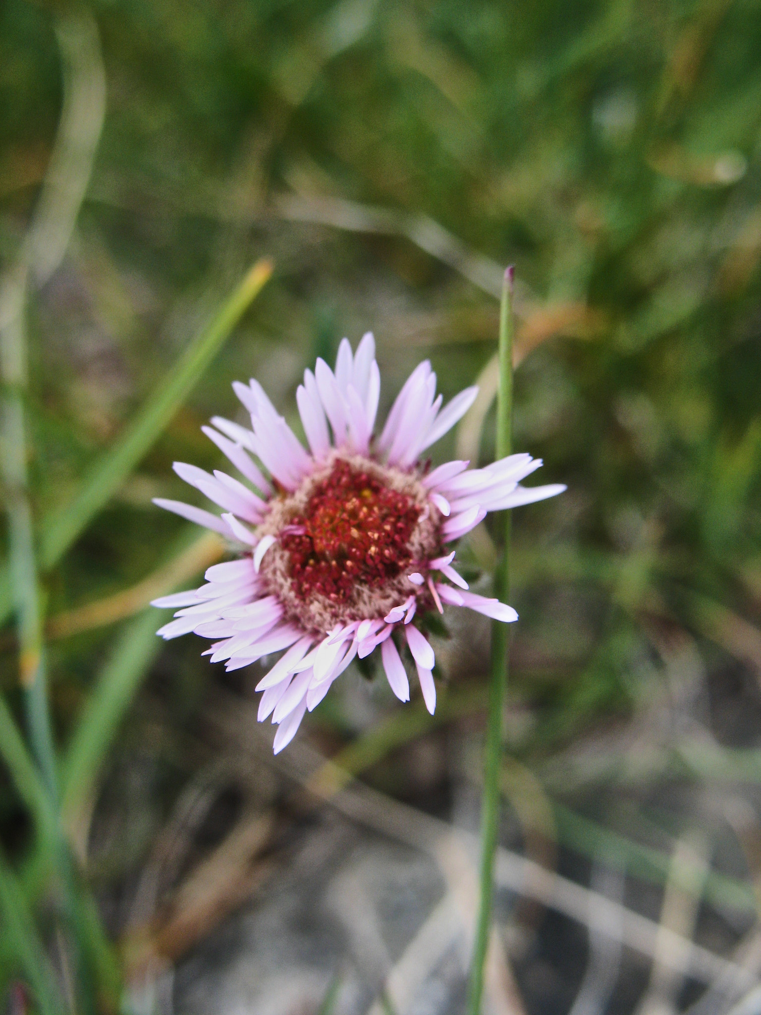 Fjällbinka (<em>Erigeron uniflorus</em>)