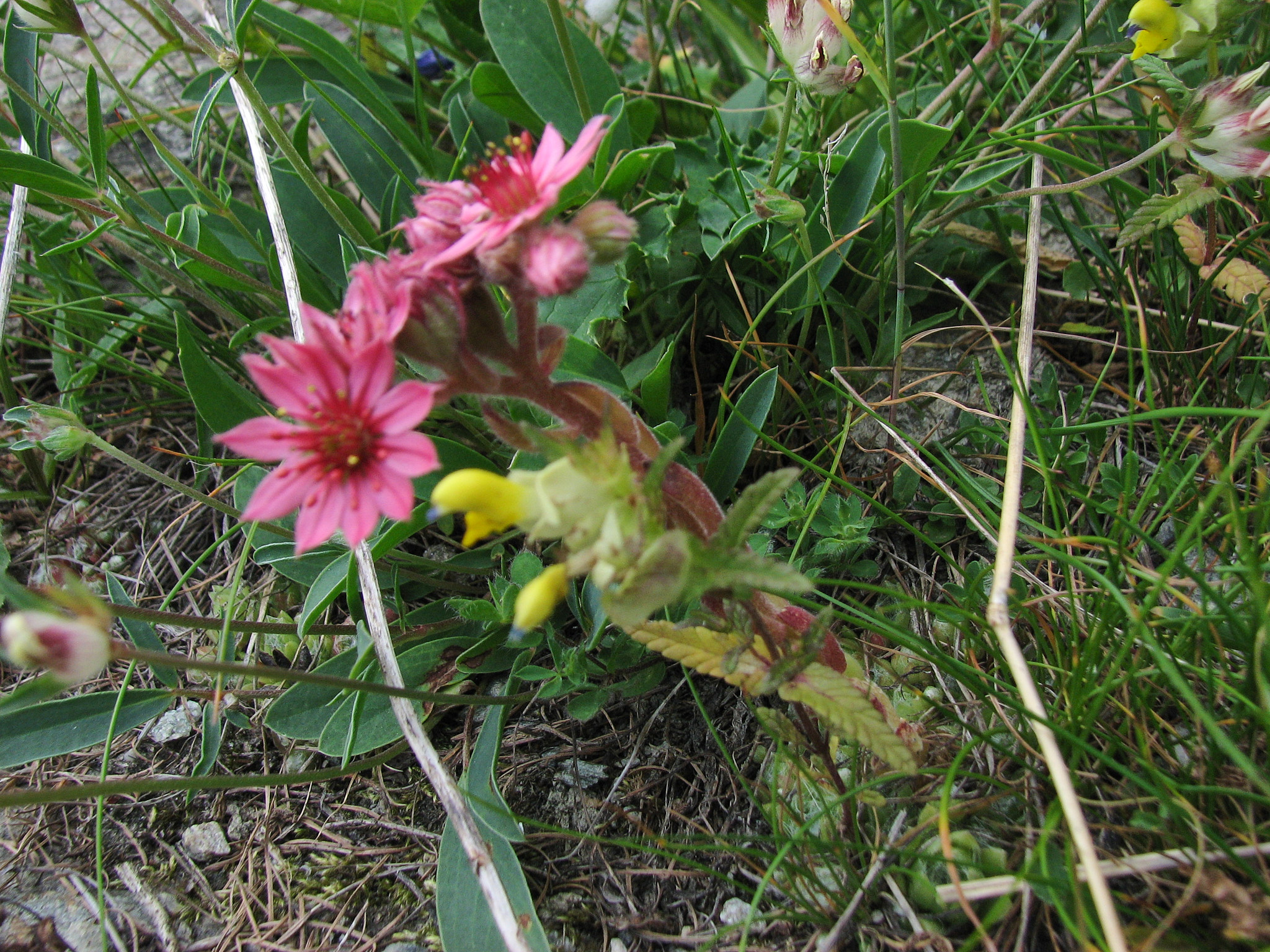 Spindelvävstaklök (<em>Sempervivum arachnoideum</em>)