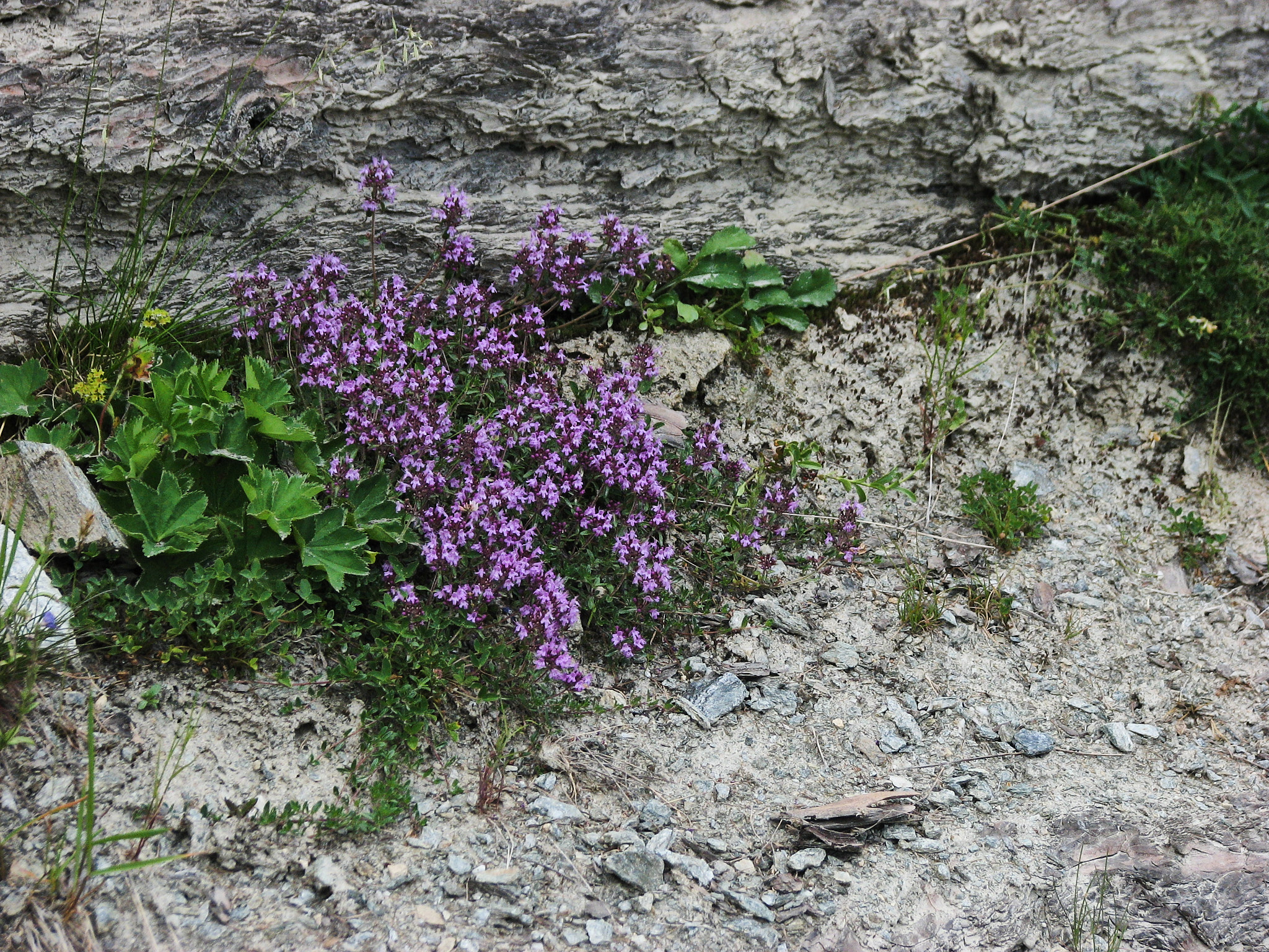 Backtimjan (<em>Thymus serpyllum</em>)