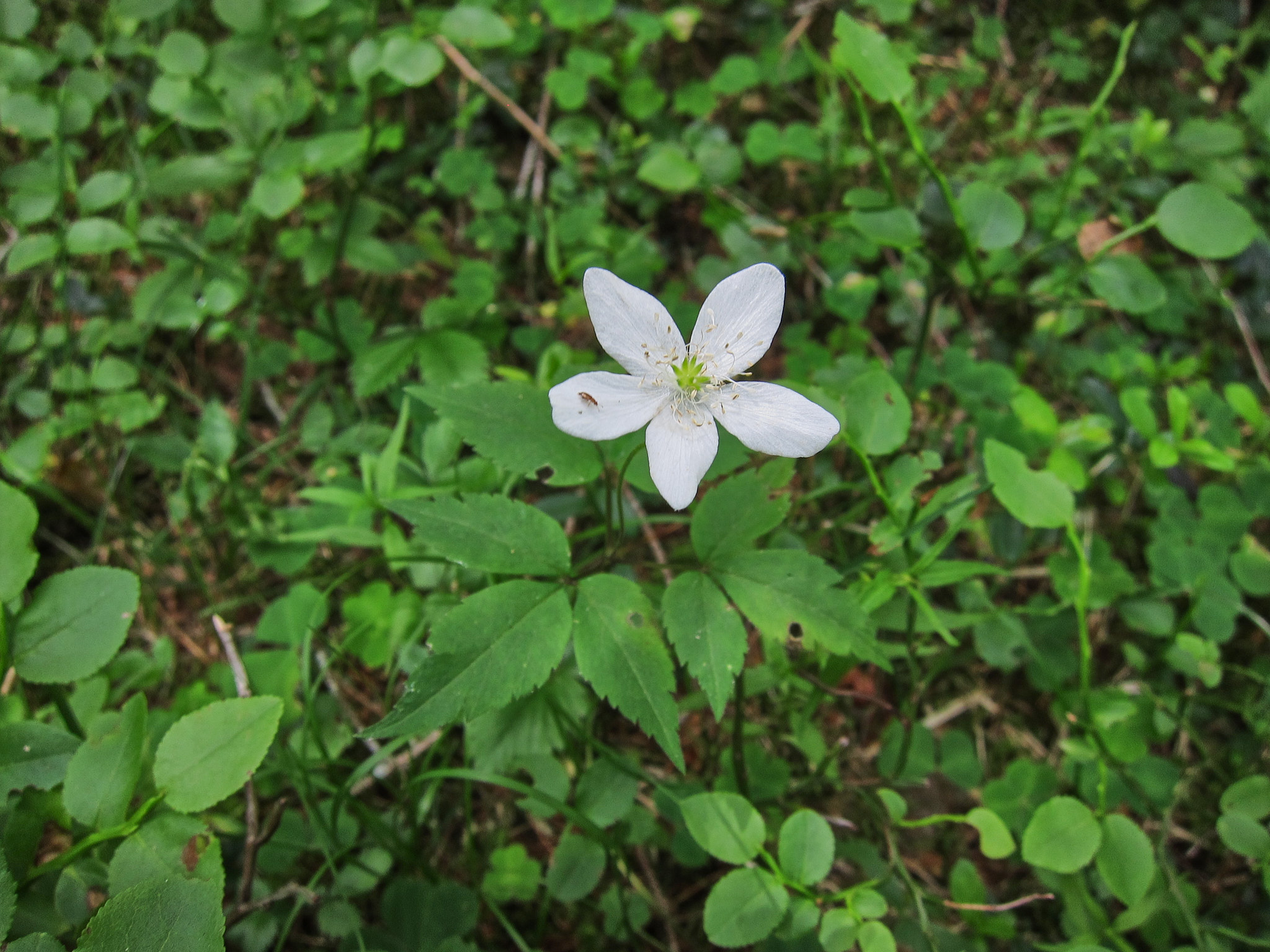 Trillingsippa (<em>Anemone trifolia</em>)