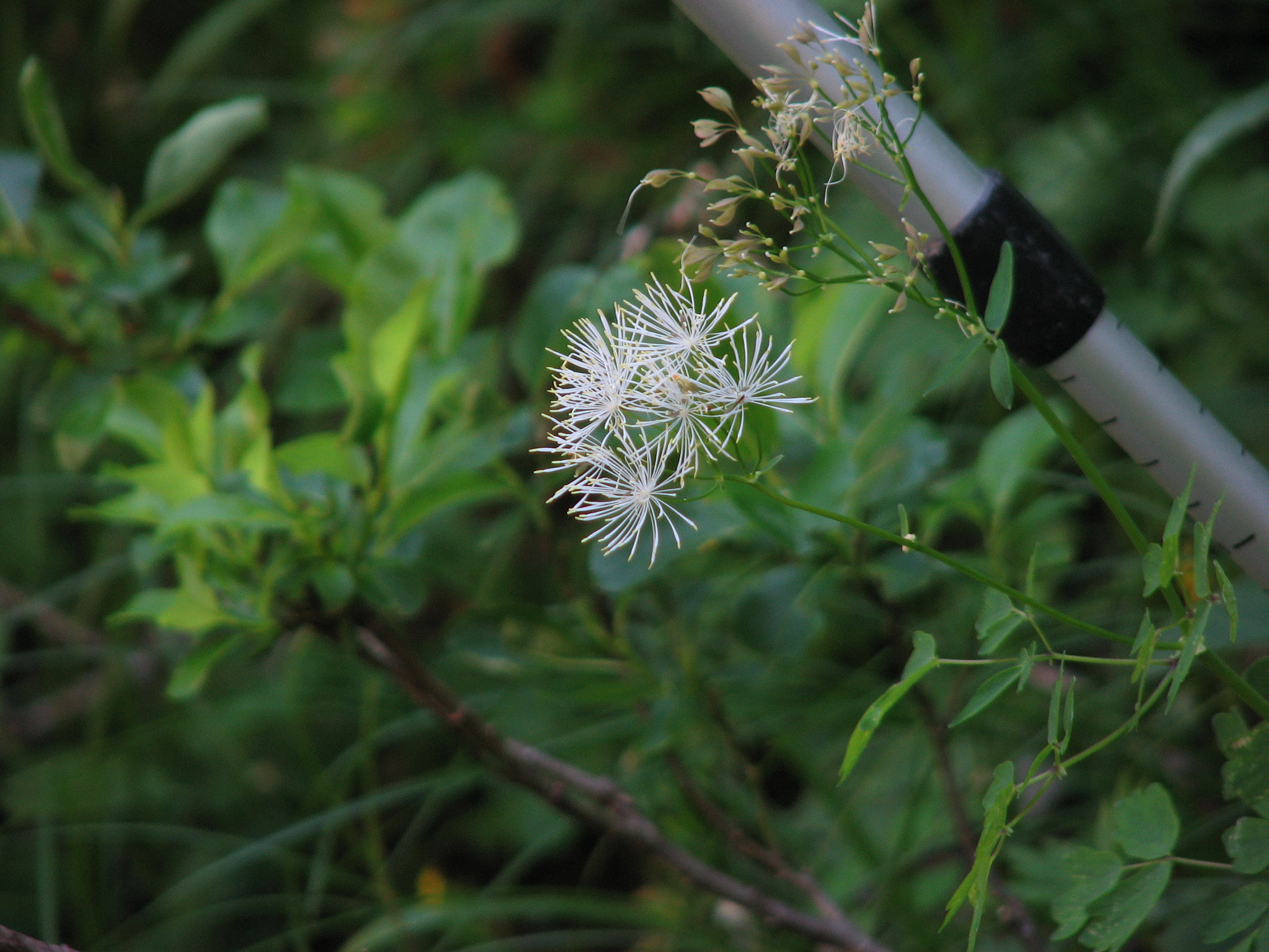 Aklejruta (<em>Thalictrum aquilegiifolium</em>)