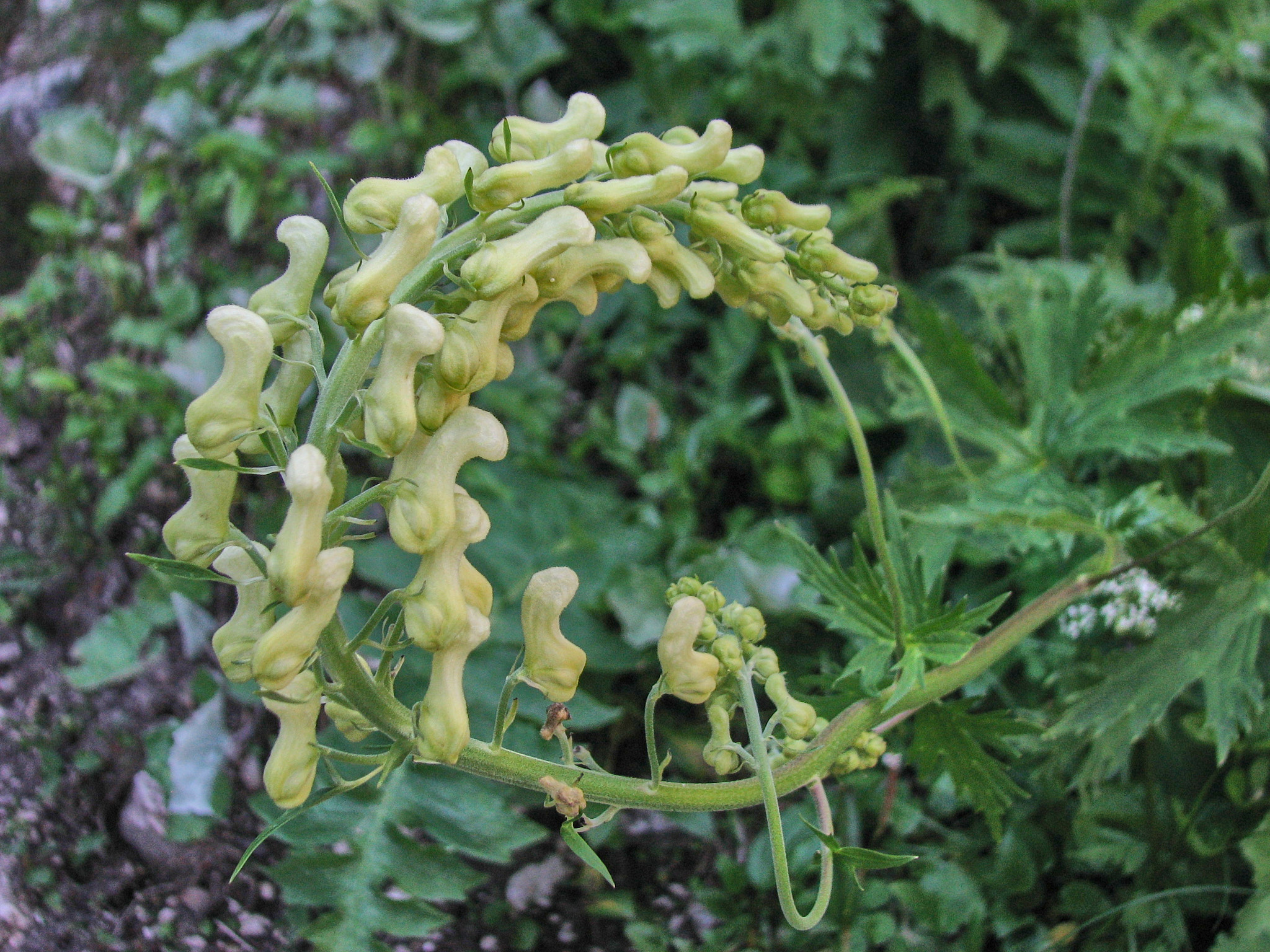 Alpstormhatt (<em>Aconitum vulparia</em>)