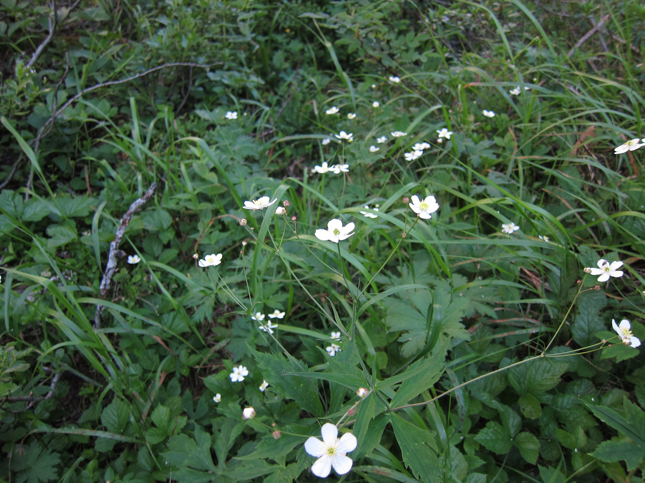 Vitsippsranunkel (<em>Ranunculus platanifolius</em>)