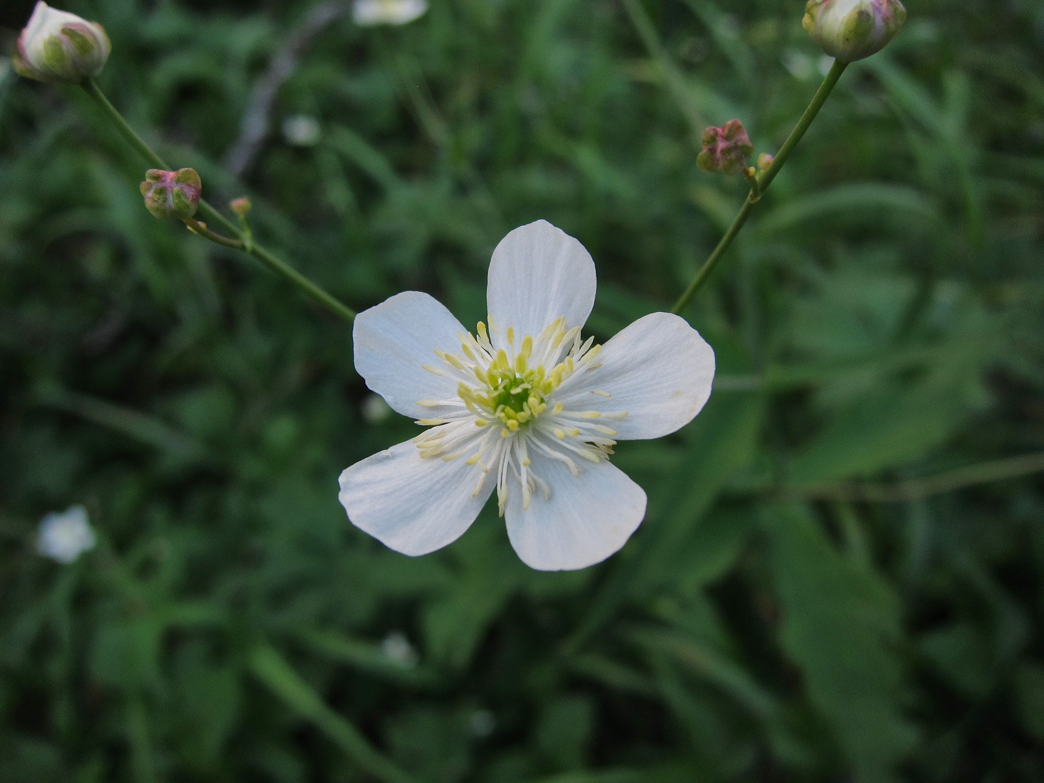 Vitsippsranunkel (<em>Ranunculus platanifolius</em>)