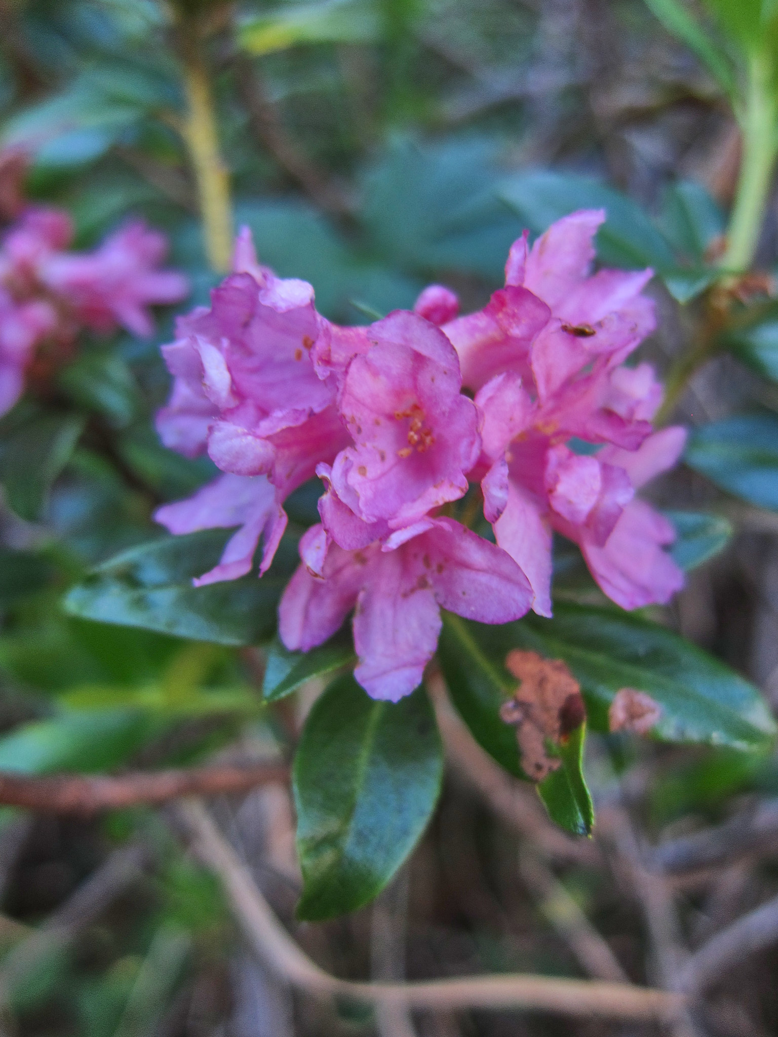 Rostalpros (<em>Rhododendron ferrugineum</em>)