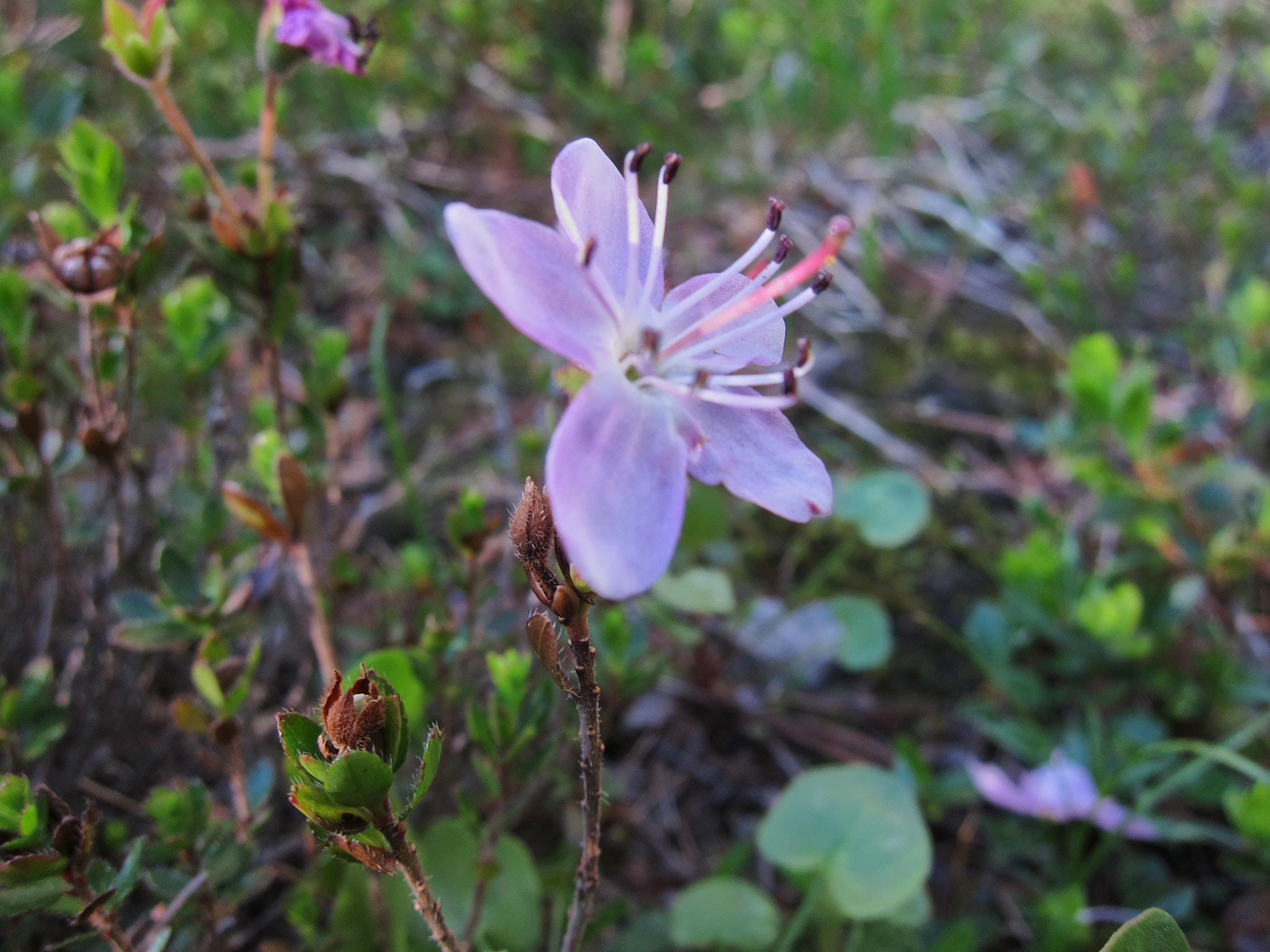 Dvärgalpros (<em>Rhodothamnus chamaecistus</em>)