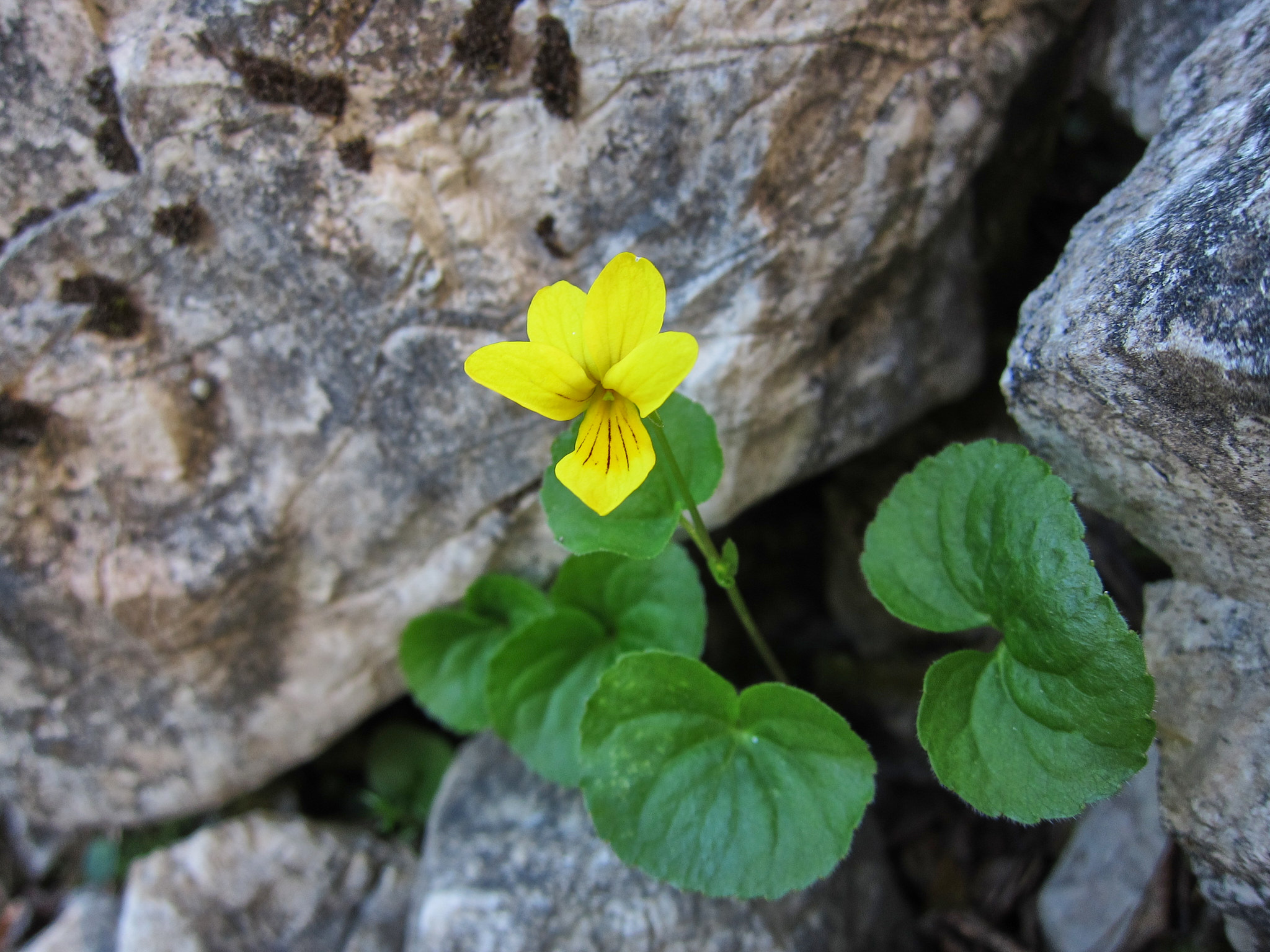 Fjällviol (<em>Viola biflora</em>)