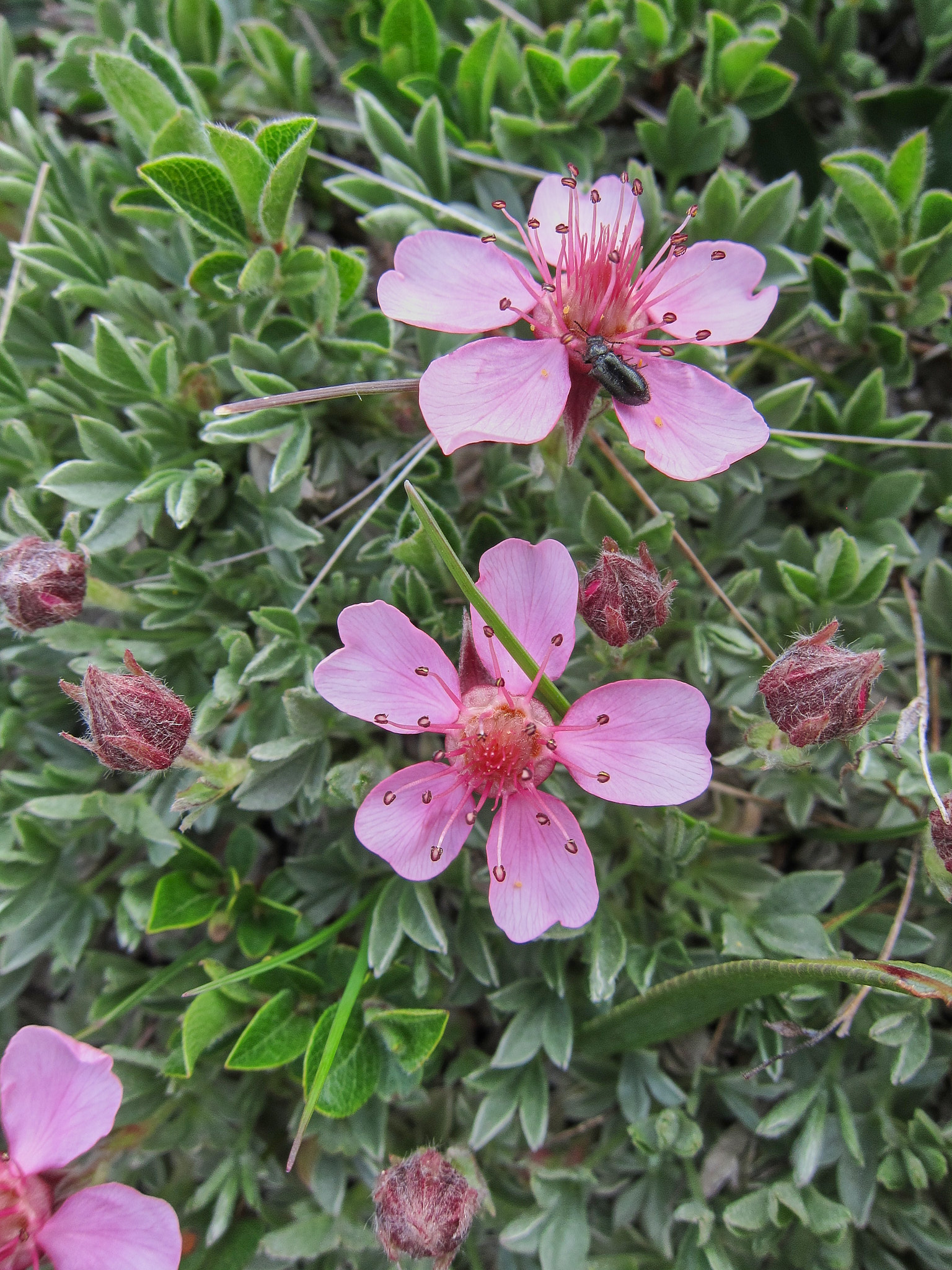 Glansfingerört (<em>Potentilla nitida</em>)