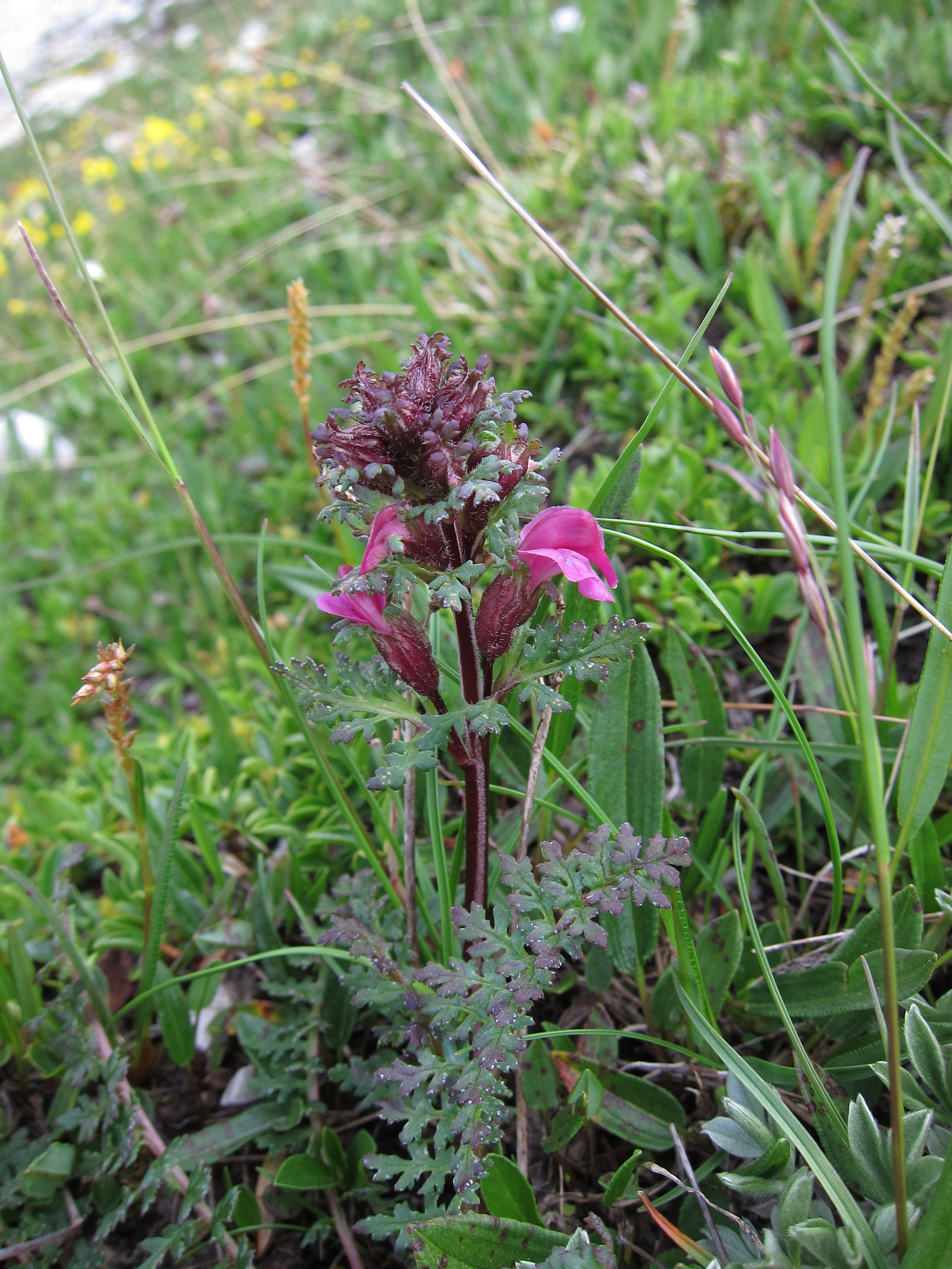 <em>Pedicularis gyroflexa</em>