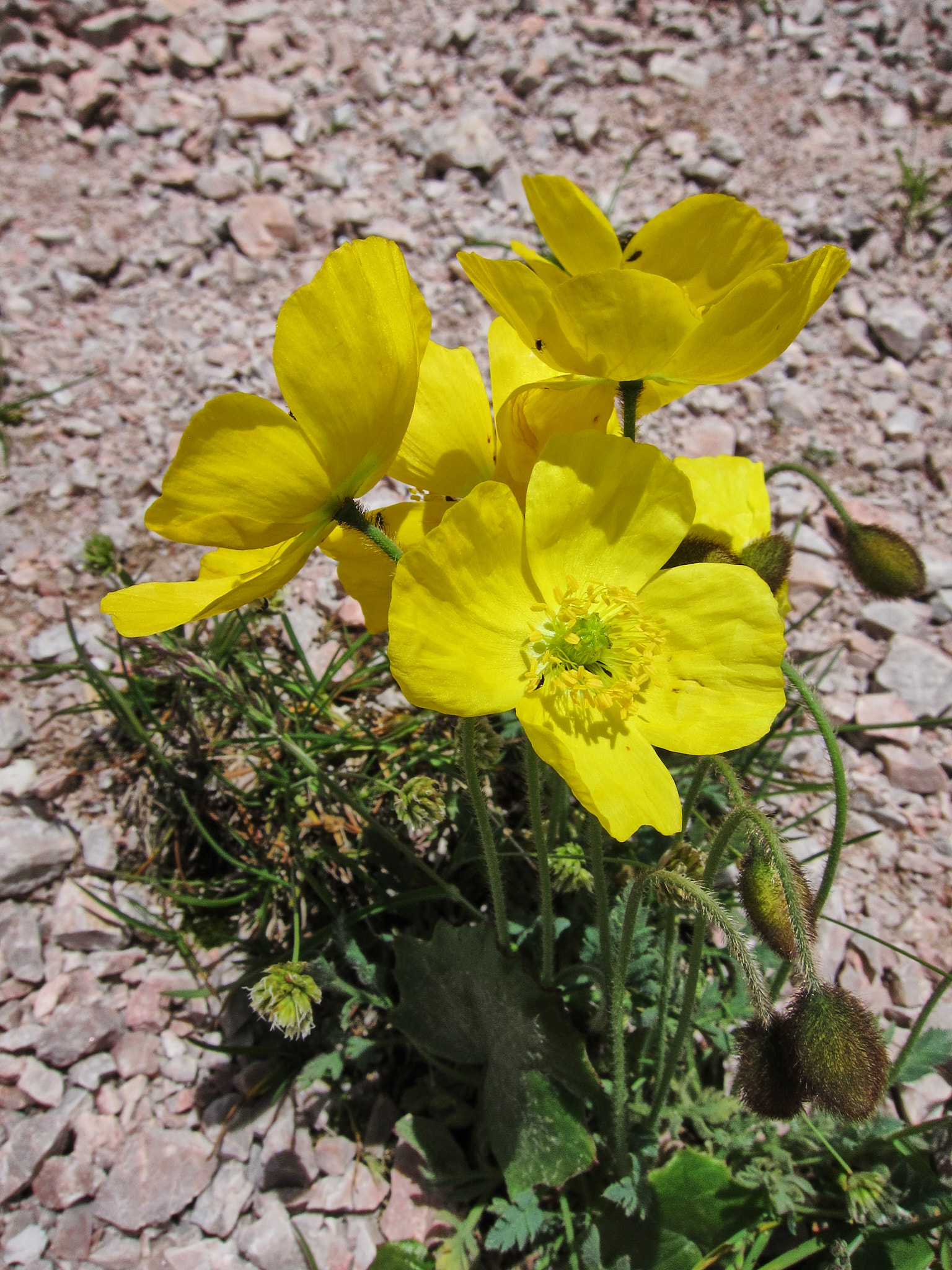 Alpvallmo (<em>Papaver alpinum</em>)