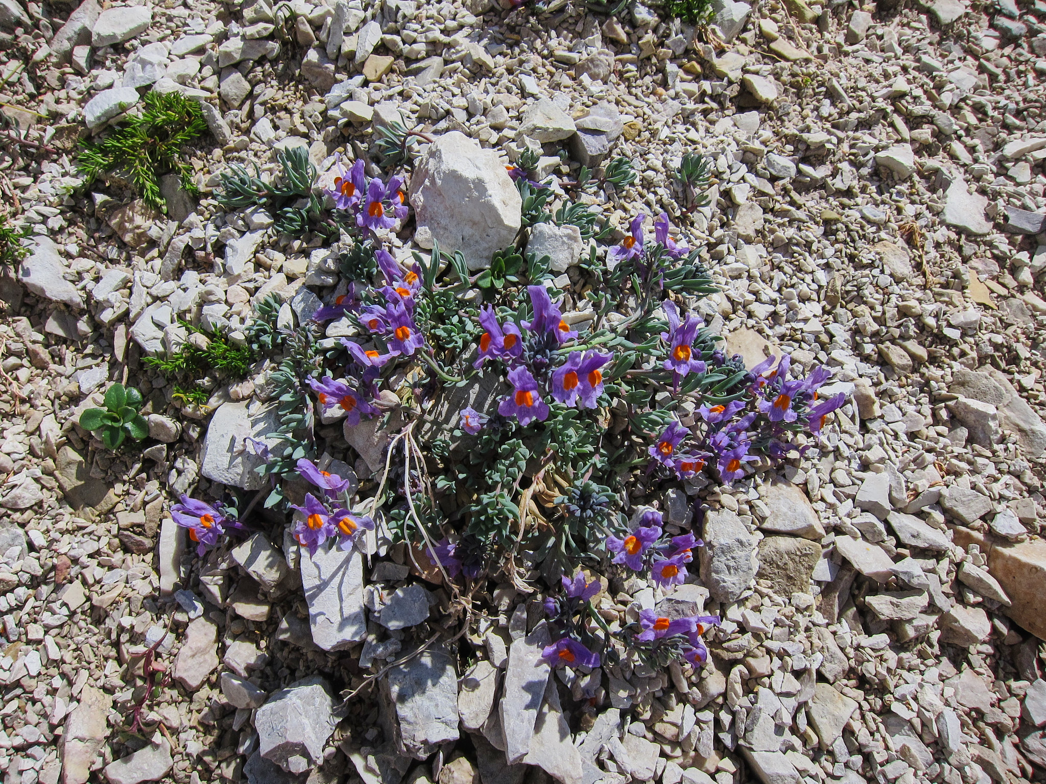 Alpsporre (<em>Linaria alpina</em>)