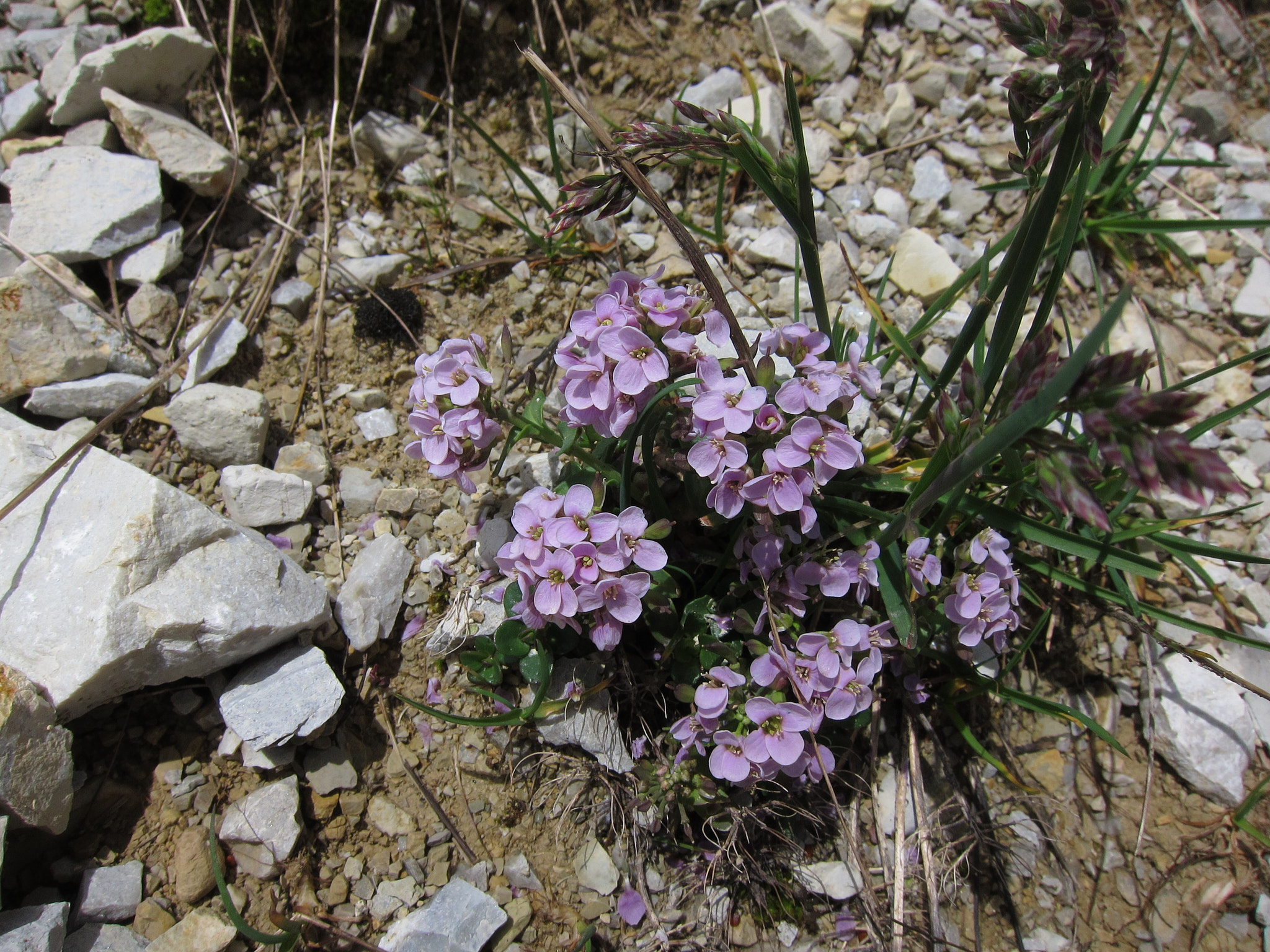 Alpskärvfrö (<em>Noccaea rotundifolia</em>)