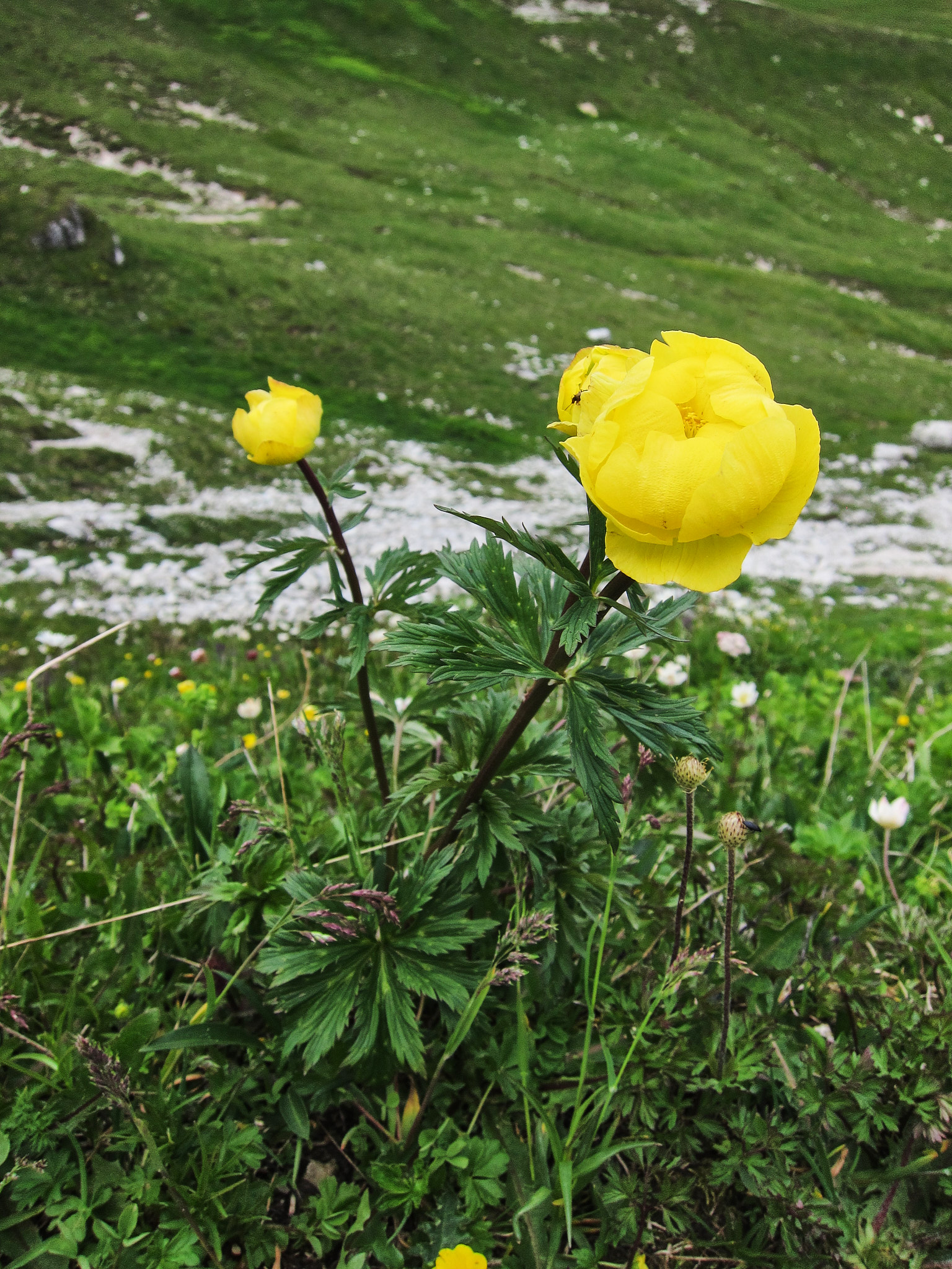 Smörboll (<em>Trollius europaeus</em>)