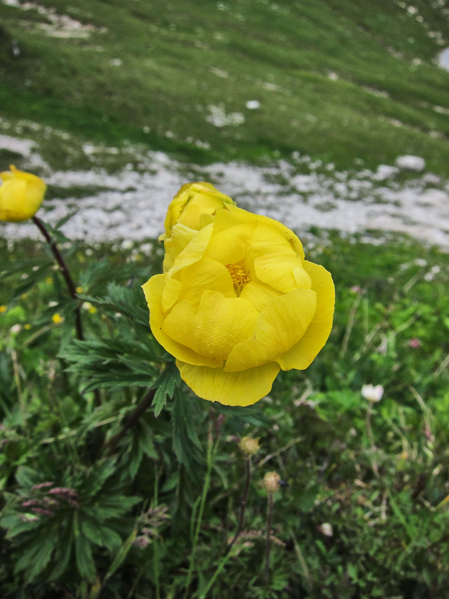 Smörboll (<em>Trollius europaeus</em>)