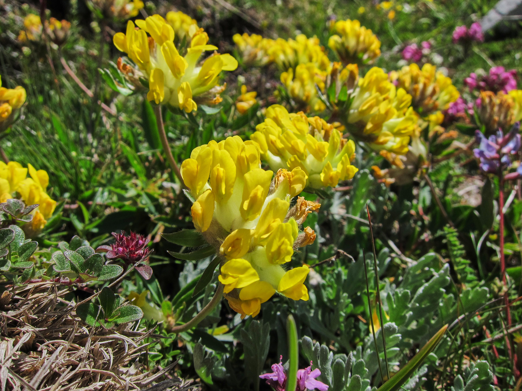 Getväppling (<em>Anthyllis vulneraria</em>)