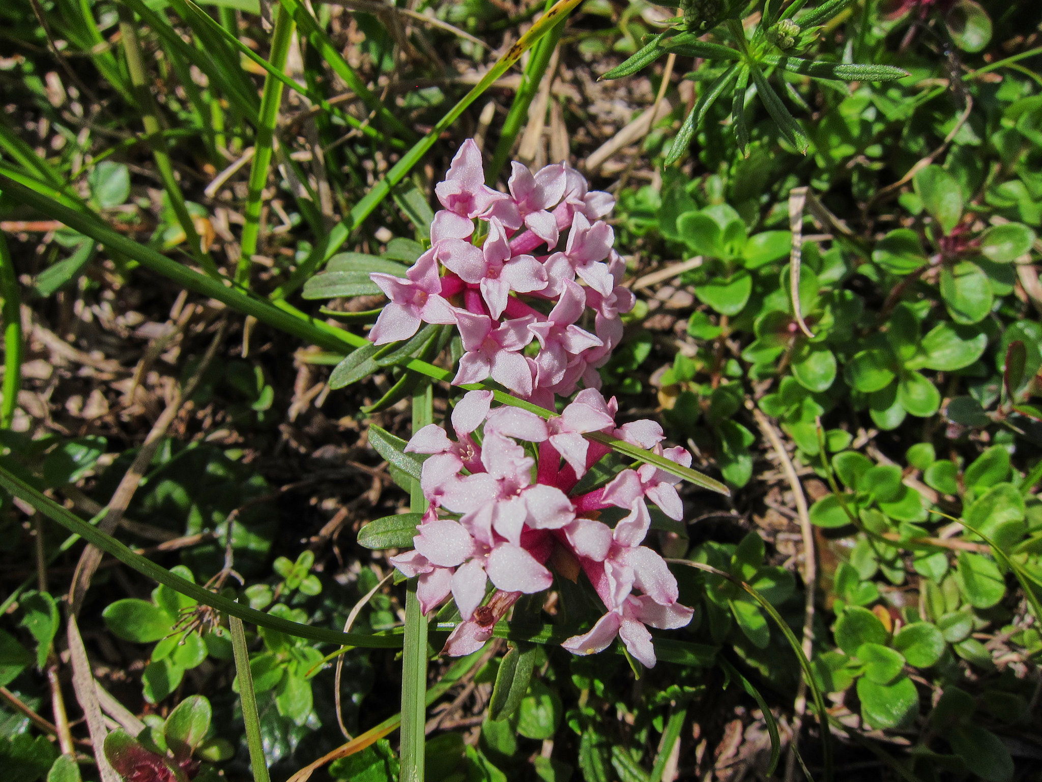 Strimtibast (<em>Daphne striata</em>)