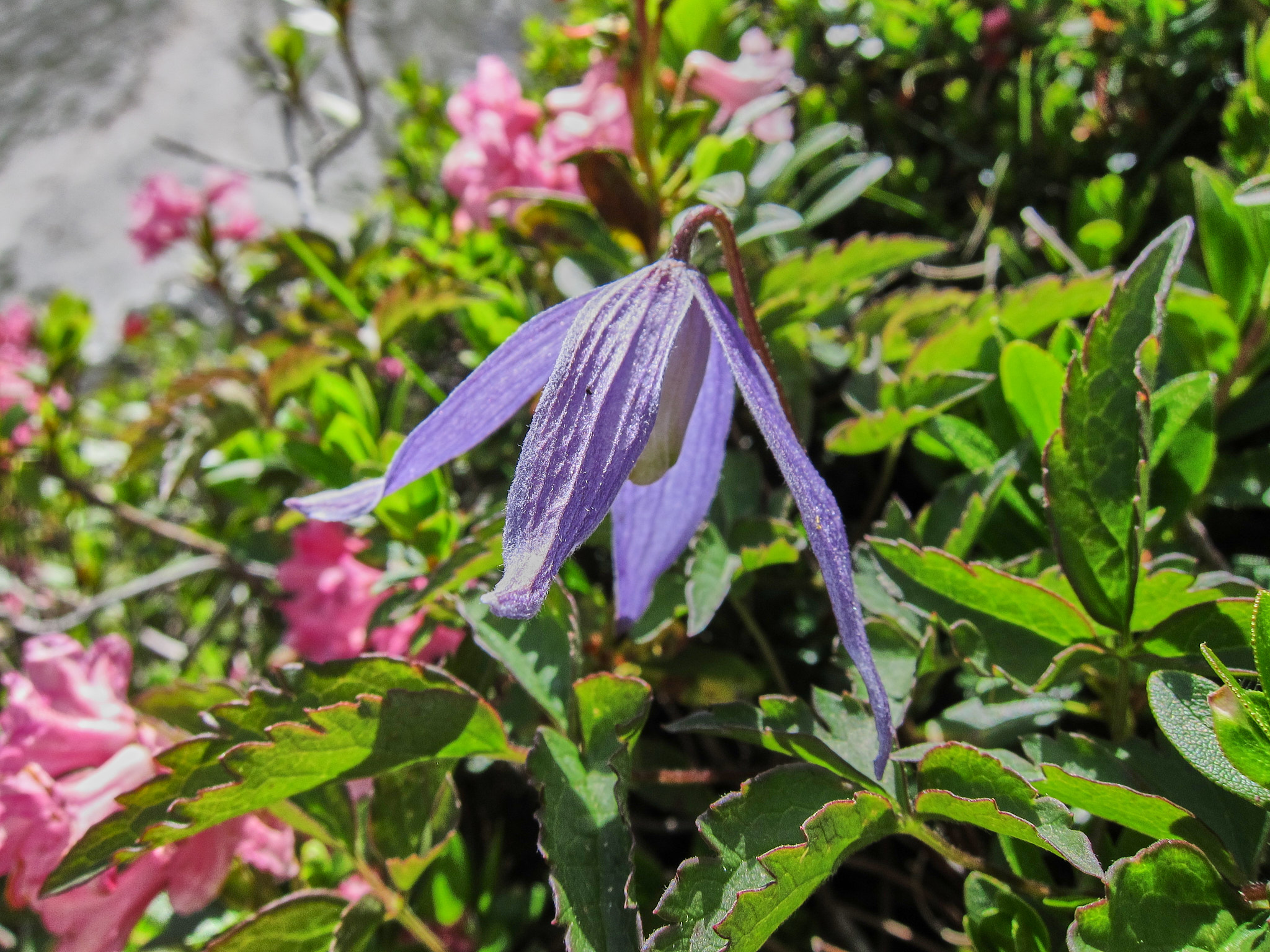 Alpklematis (<em>Clematis alpina</em>)