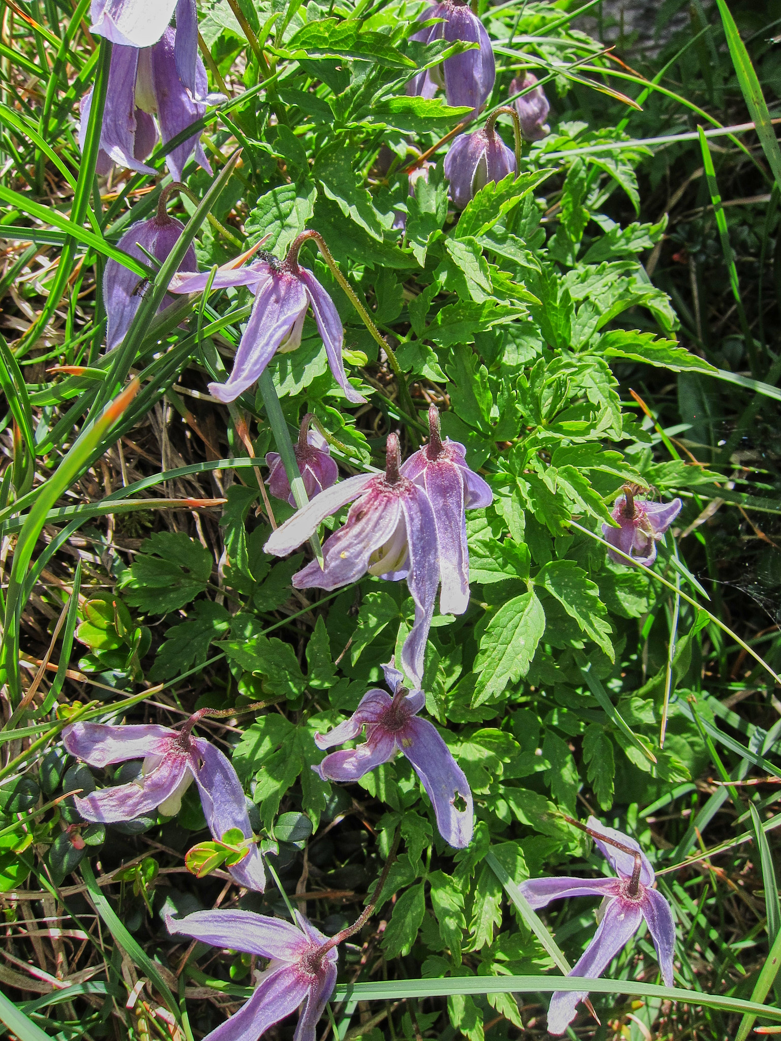 Alpklematis (<em>Clematis alpina</em>)