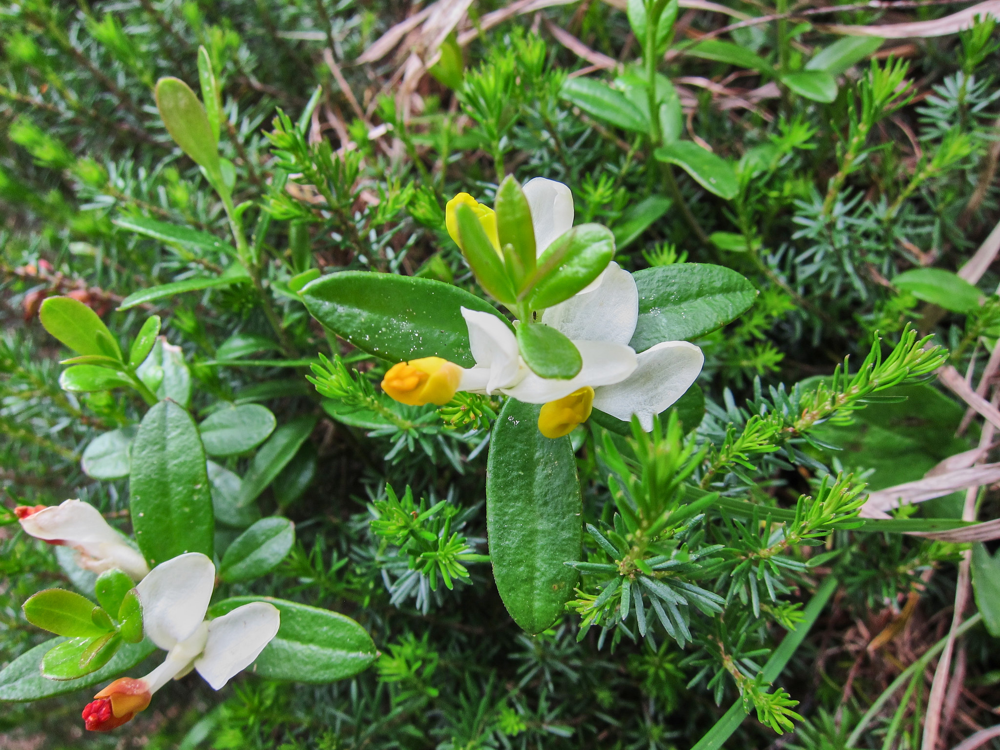 Vår Herres strumpor (<em>Polygala chamaebuxus</em>)