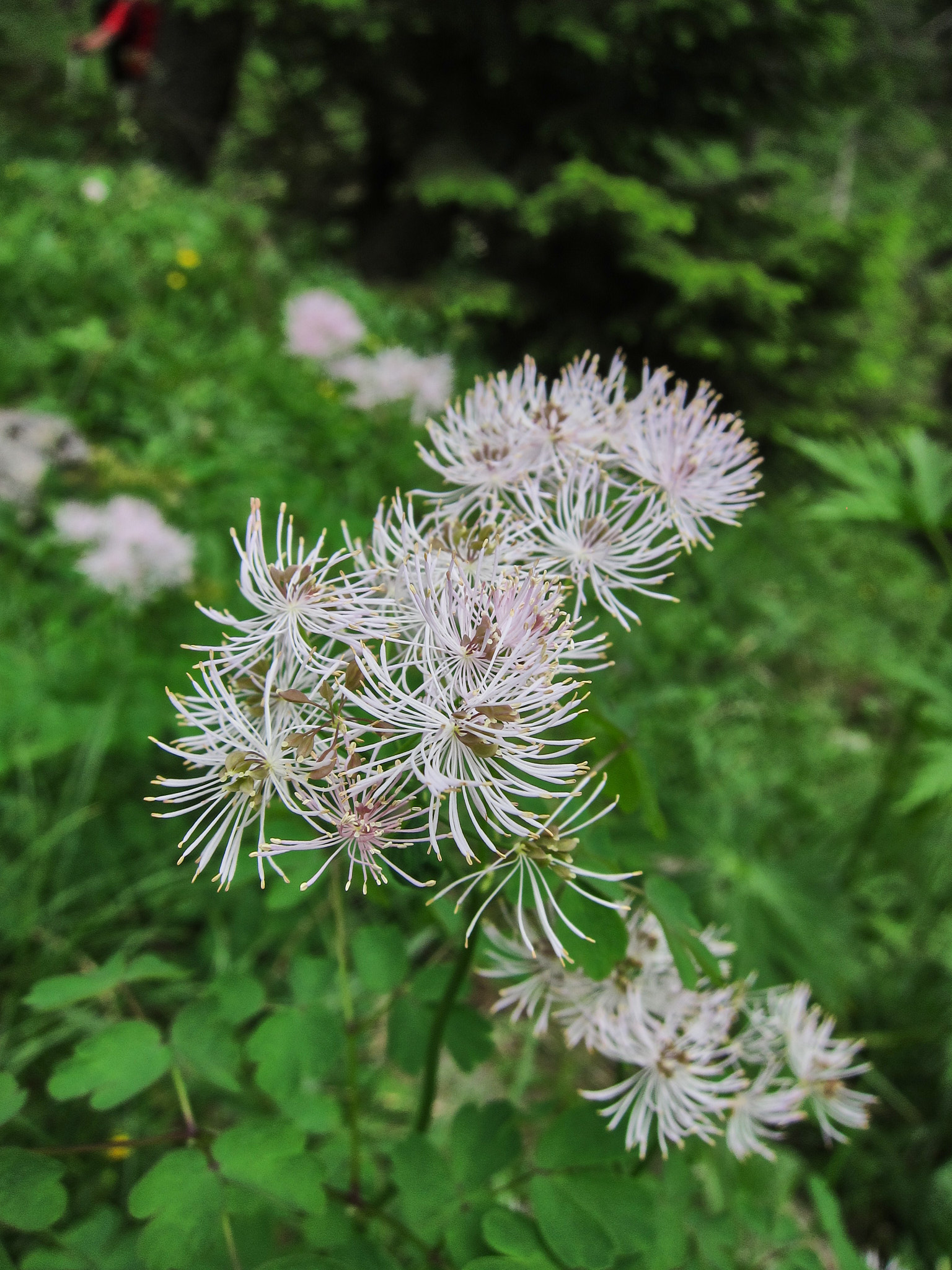 Aklejruta (<em>Thalictrum aquilegiifolium</em>)