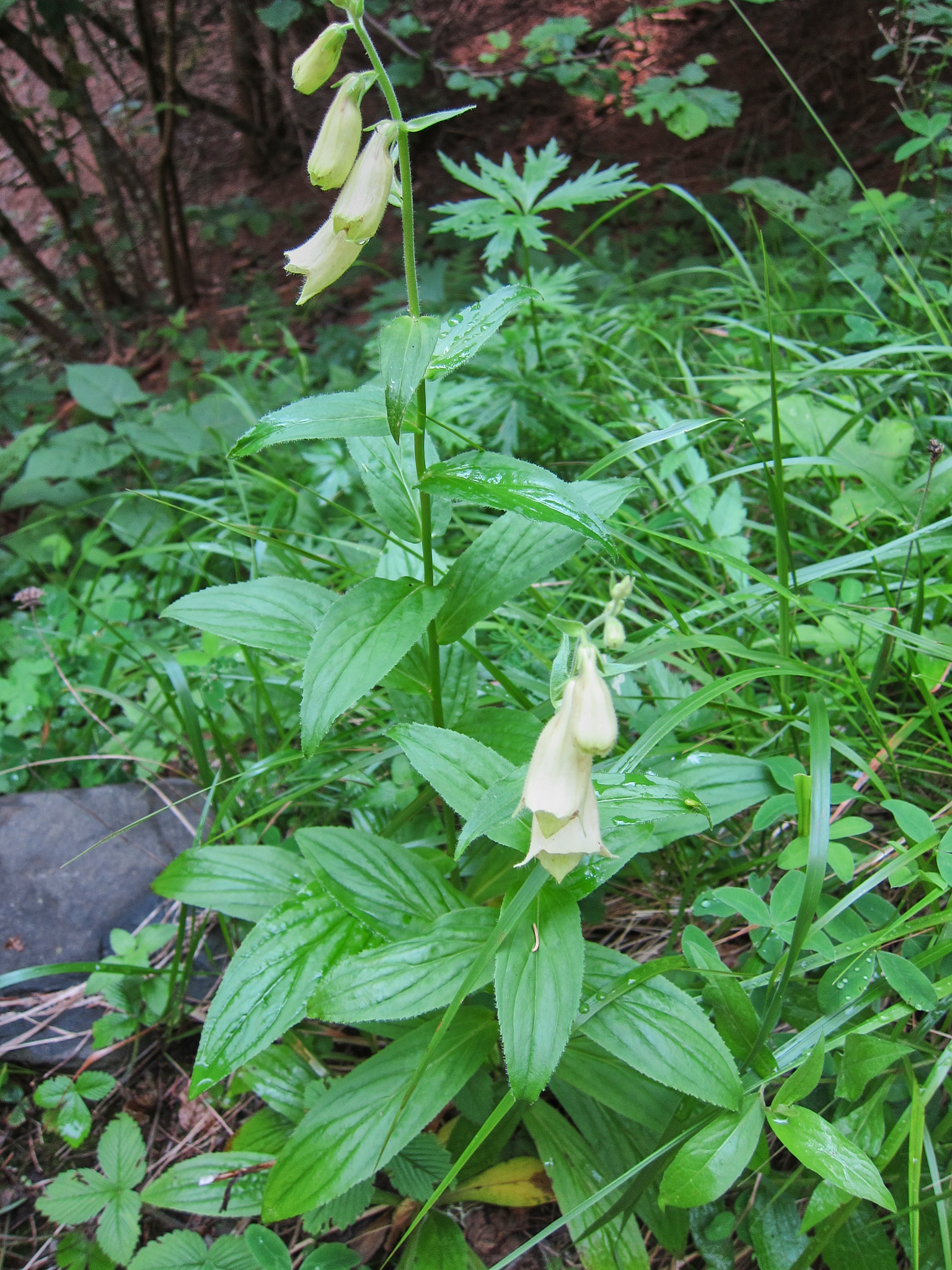 Gul fingerborgsblomma (<em>Digitalis grandiflora</em>)