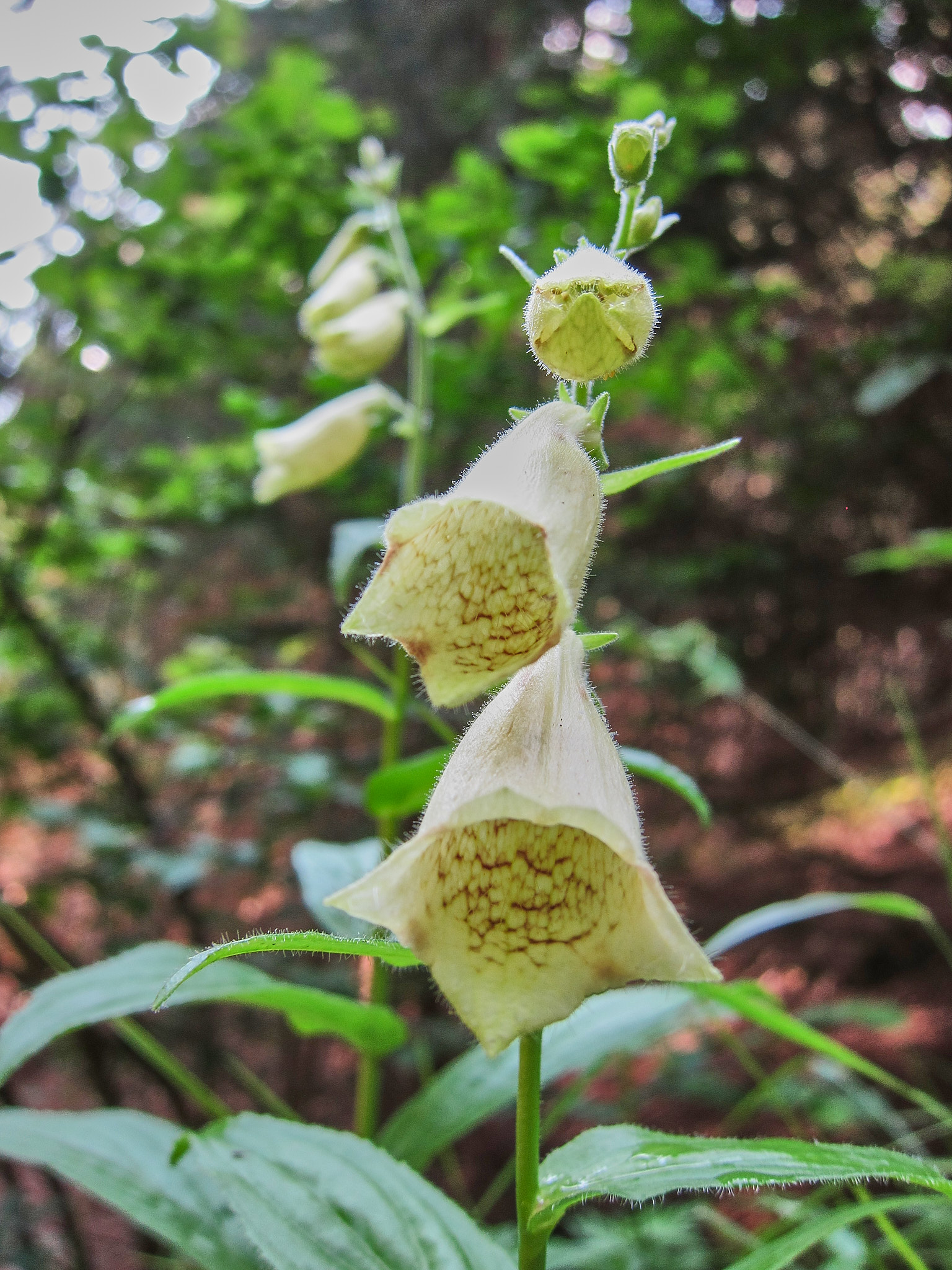 Gul fingerborgsblomma (<em>Digitalis grandiflora</em>)